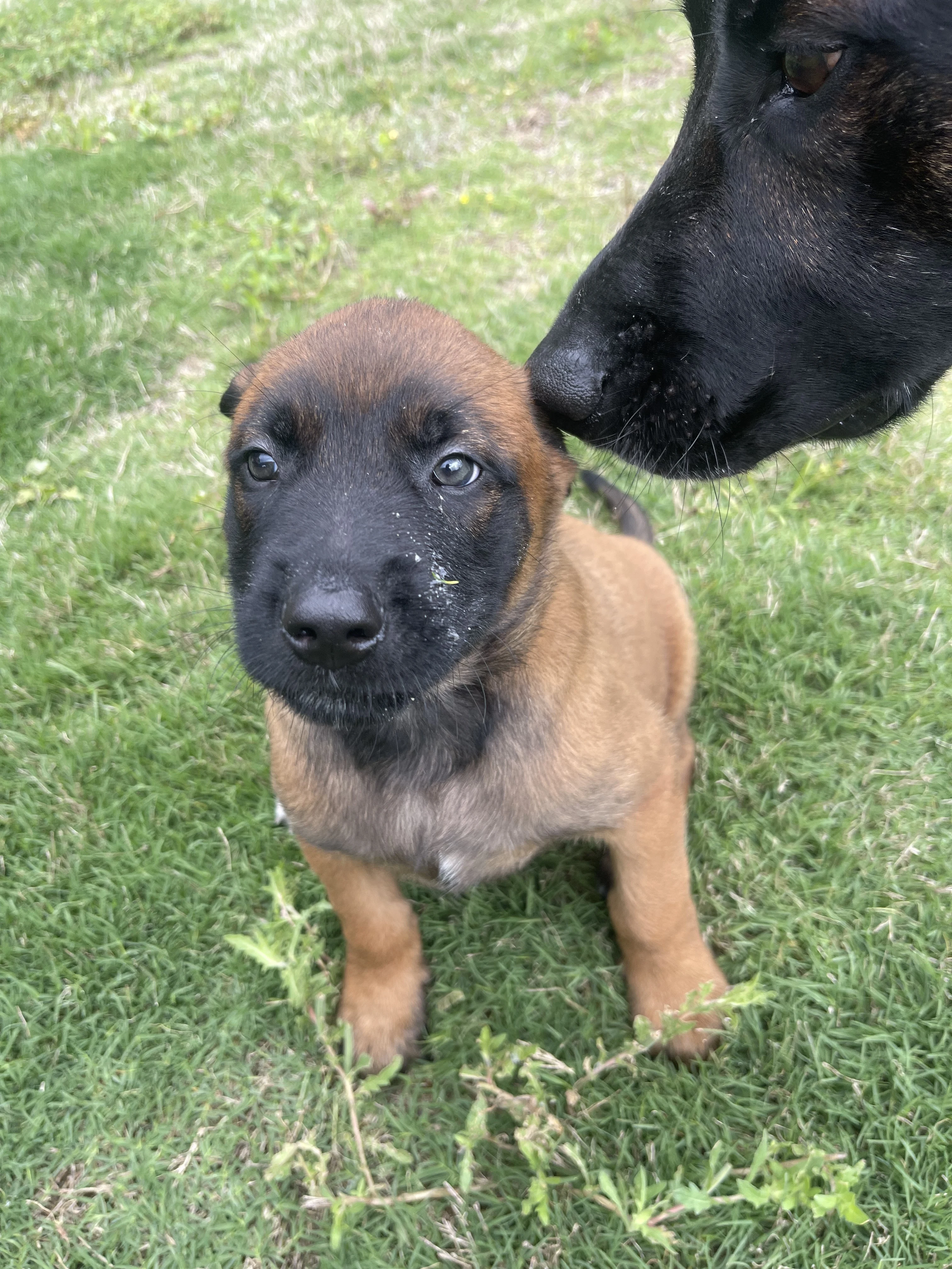Hakoda from the Ranger x Mila litter during puppy evaluation and development.