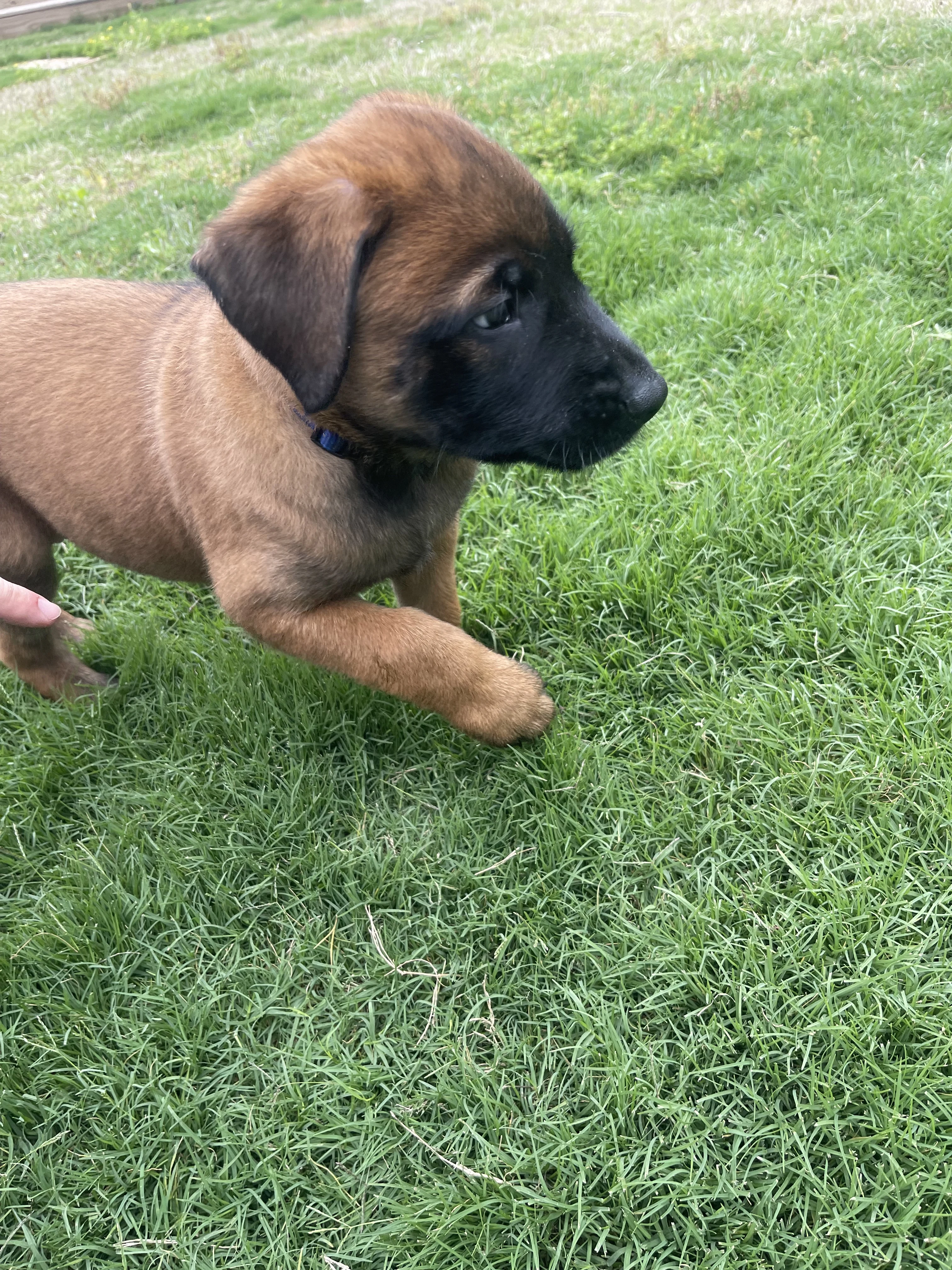 Hakoda from the Ranger x Mila litter during puppy evaluation and development.