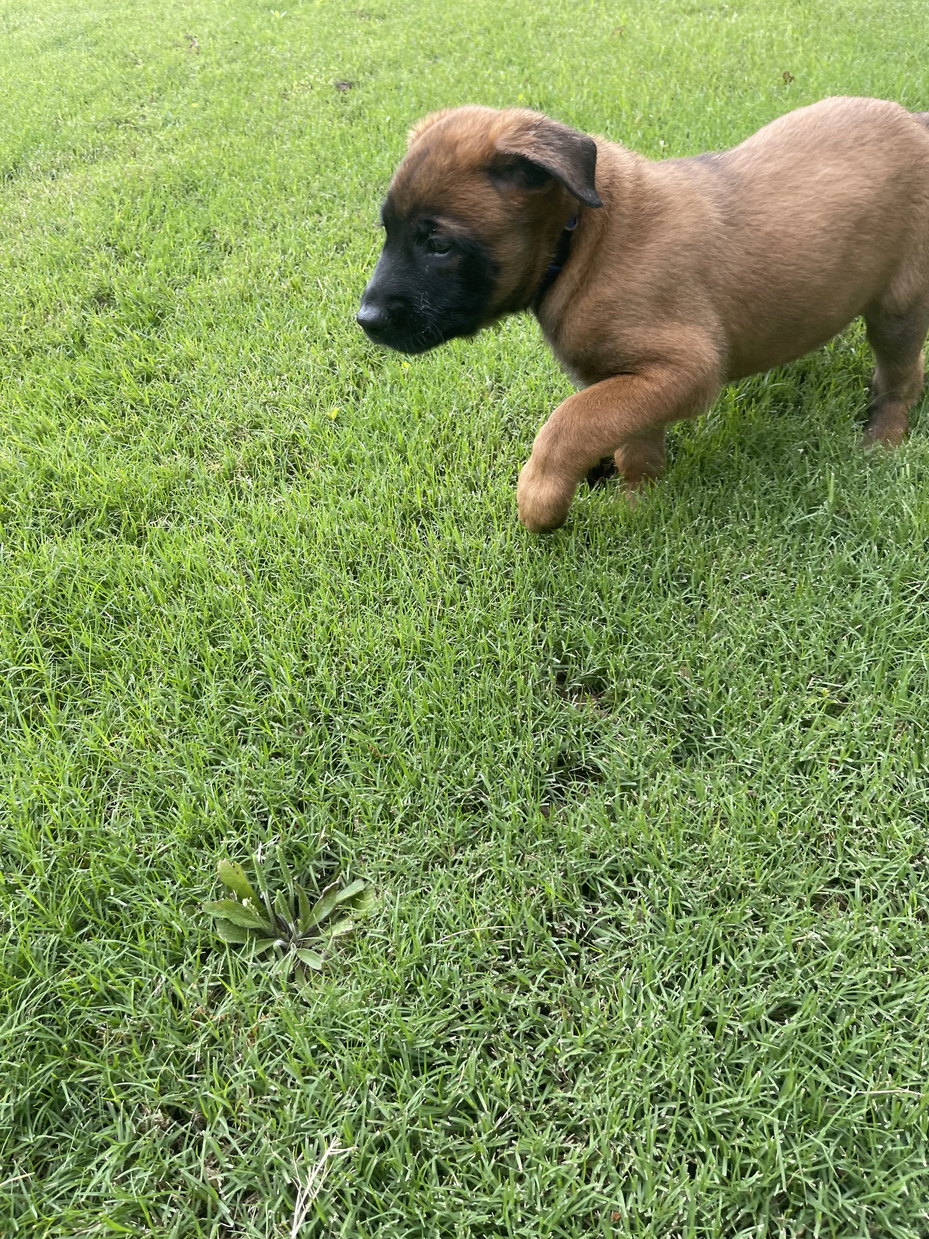 Hakoda from the Ranger x Mila litter during puppy evaluation and development.