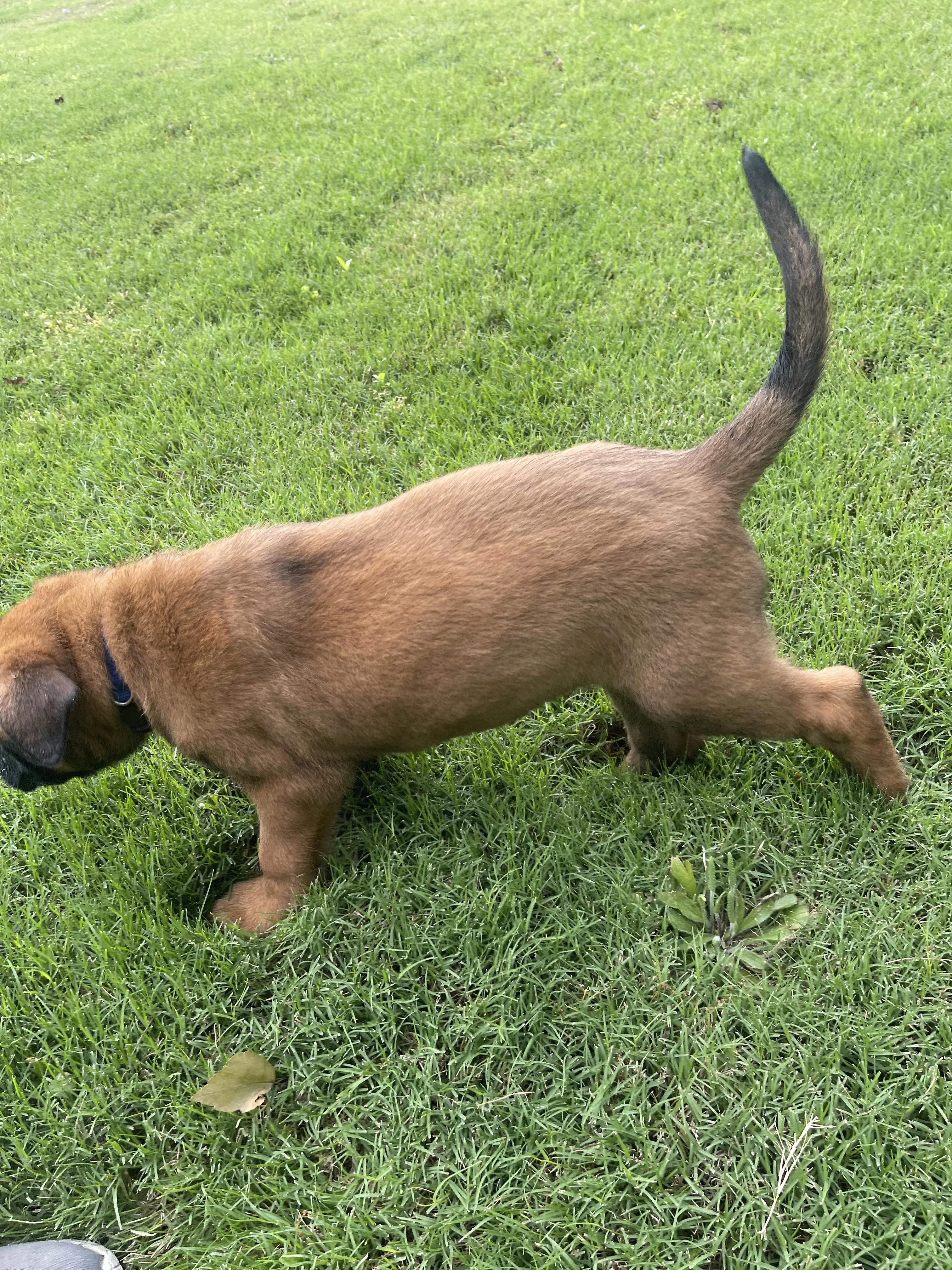 Hakoda from the Ranger x Mila litter during puppy evaluation and development.