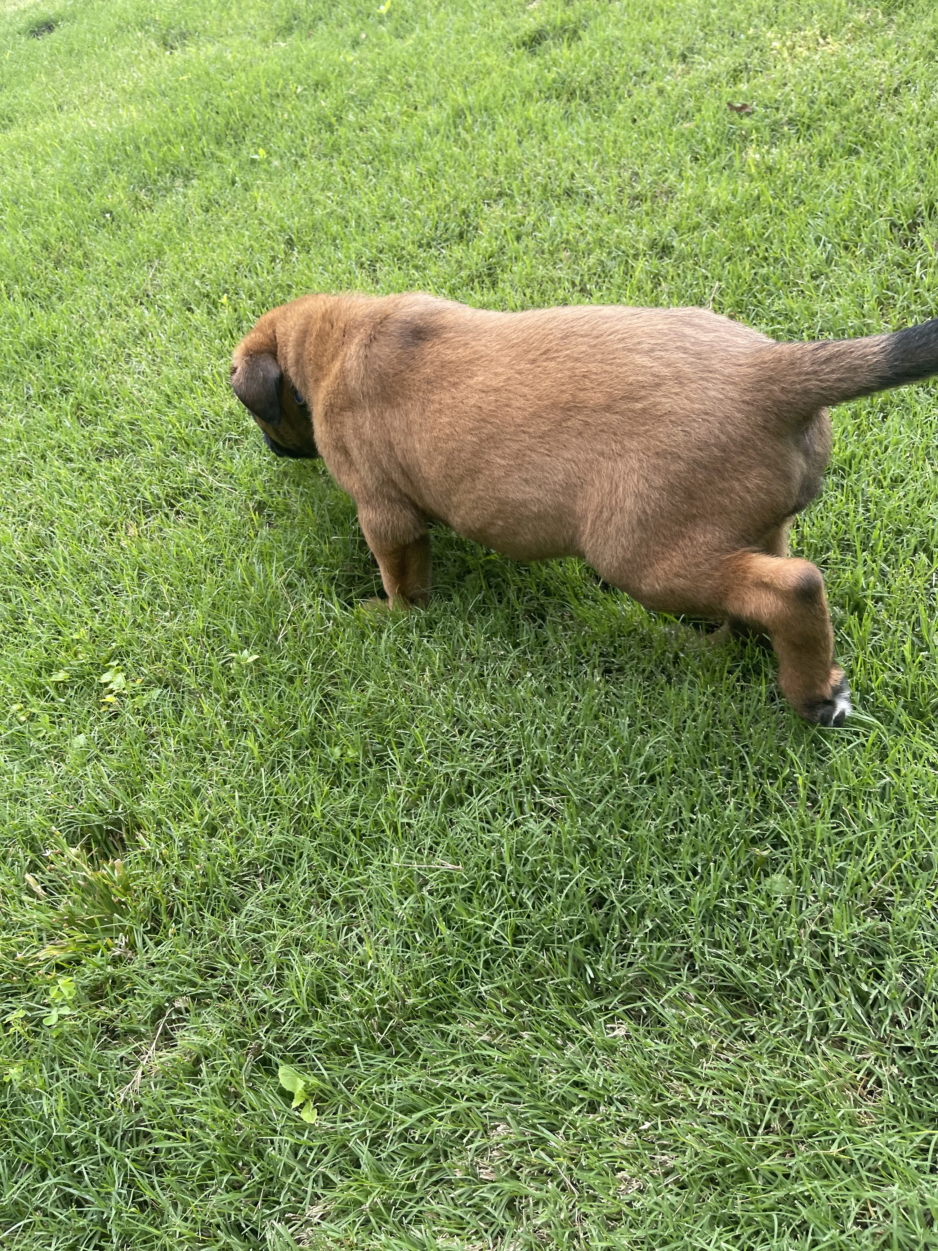 Hakoda from the Ranger x Mila litter during puppy evaluation and development.