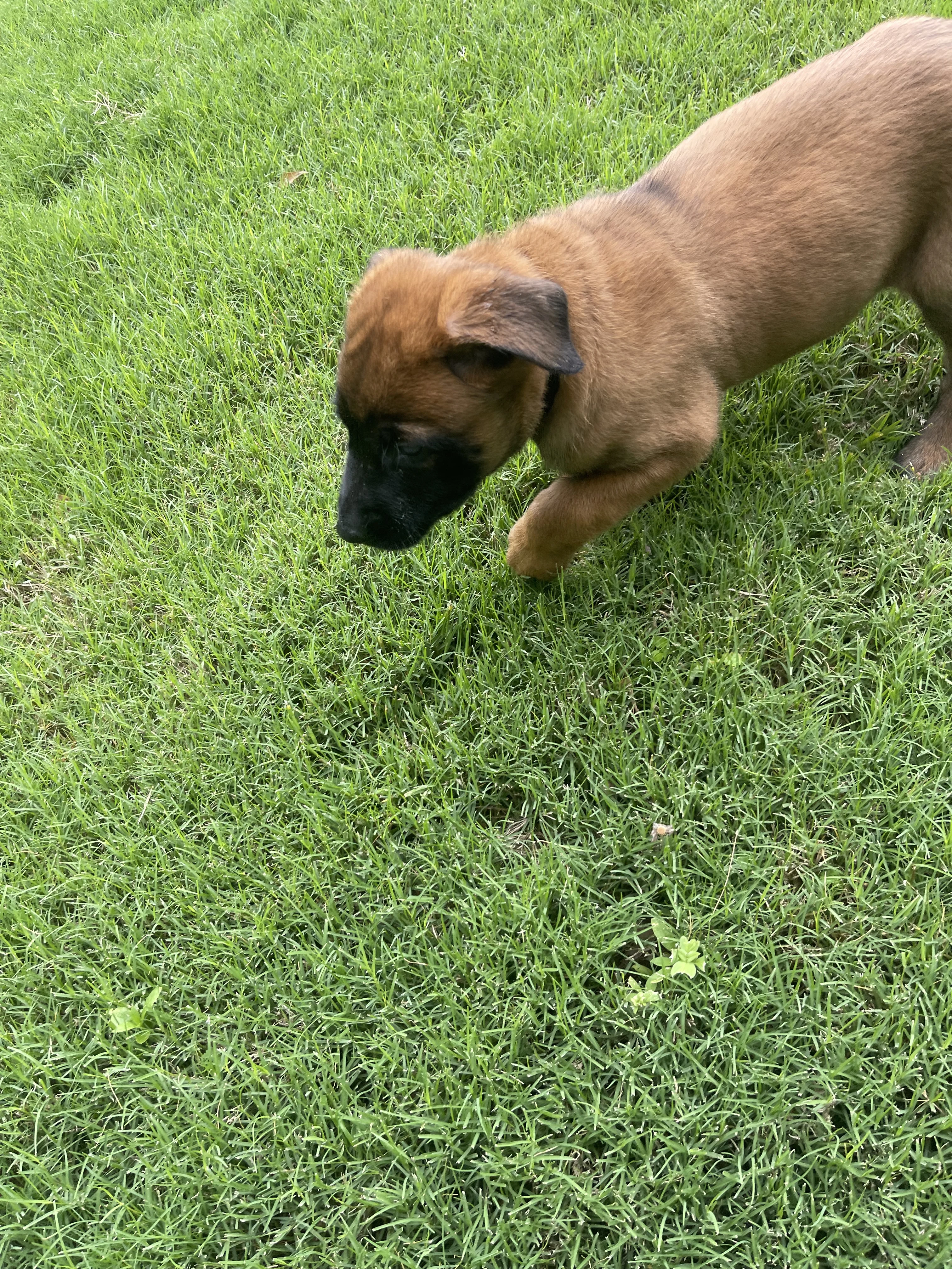 Hakoda from the Ranger x Mila litter during puppy evaluation and development.