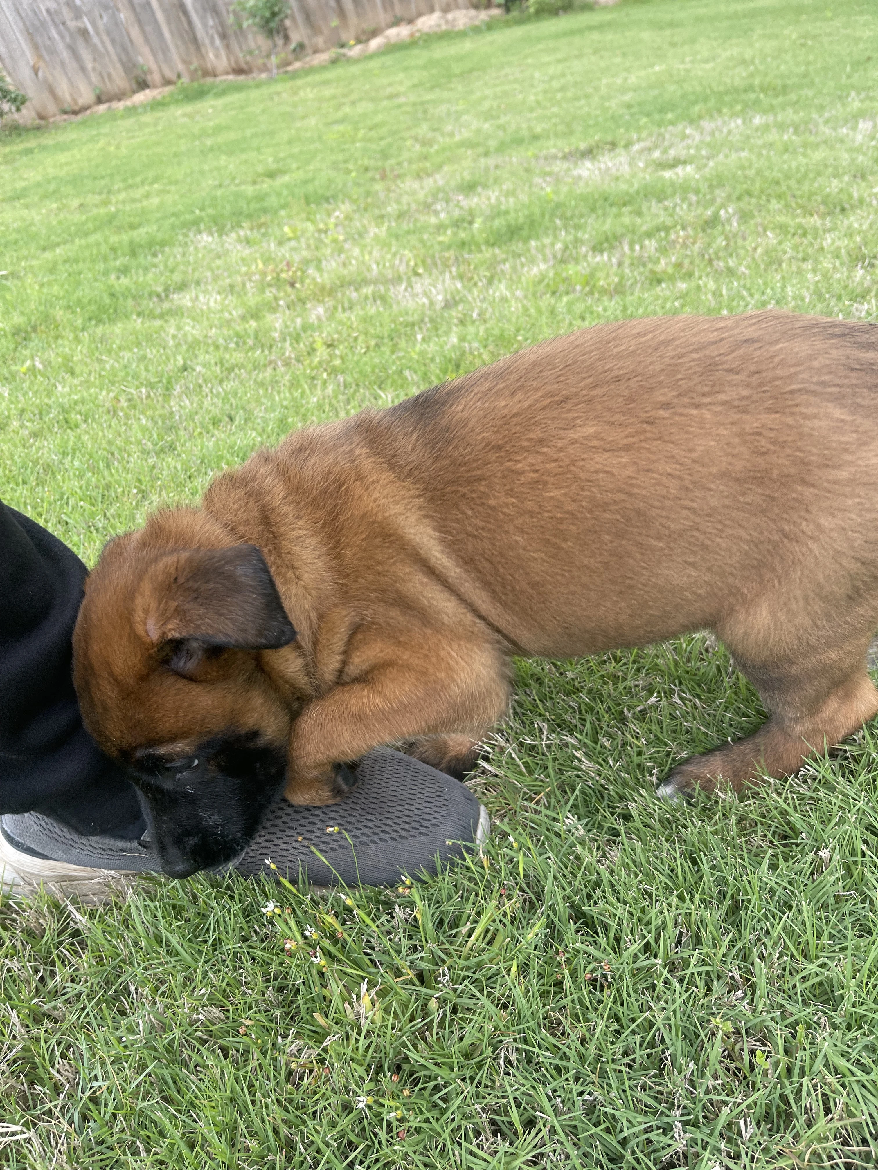 Hakoda from the Ranger x Mila litter during puppy evaluation and development.