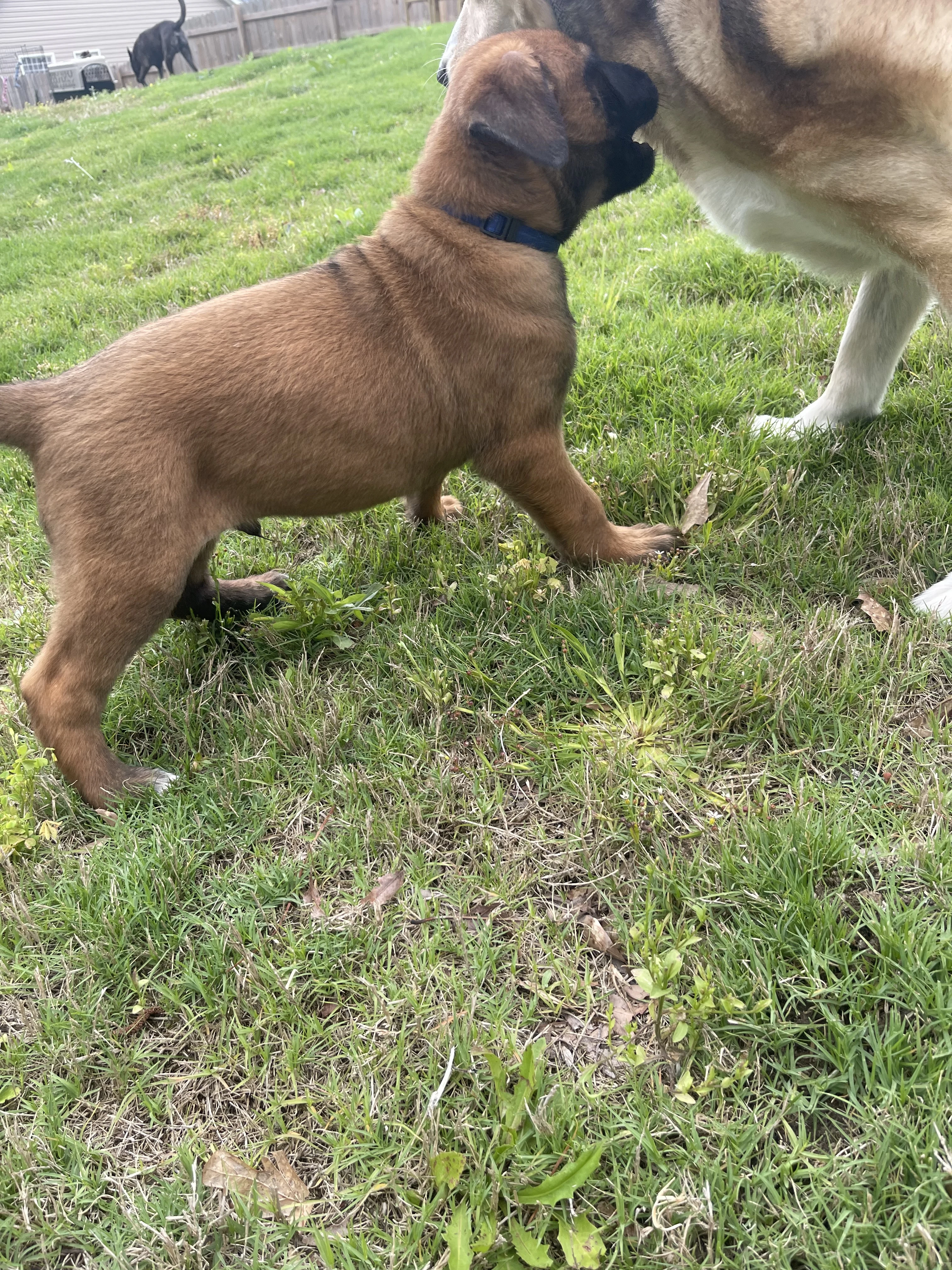 Hakoda from the Ranger x Mila litter during puppy evaluation and development.