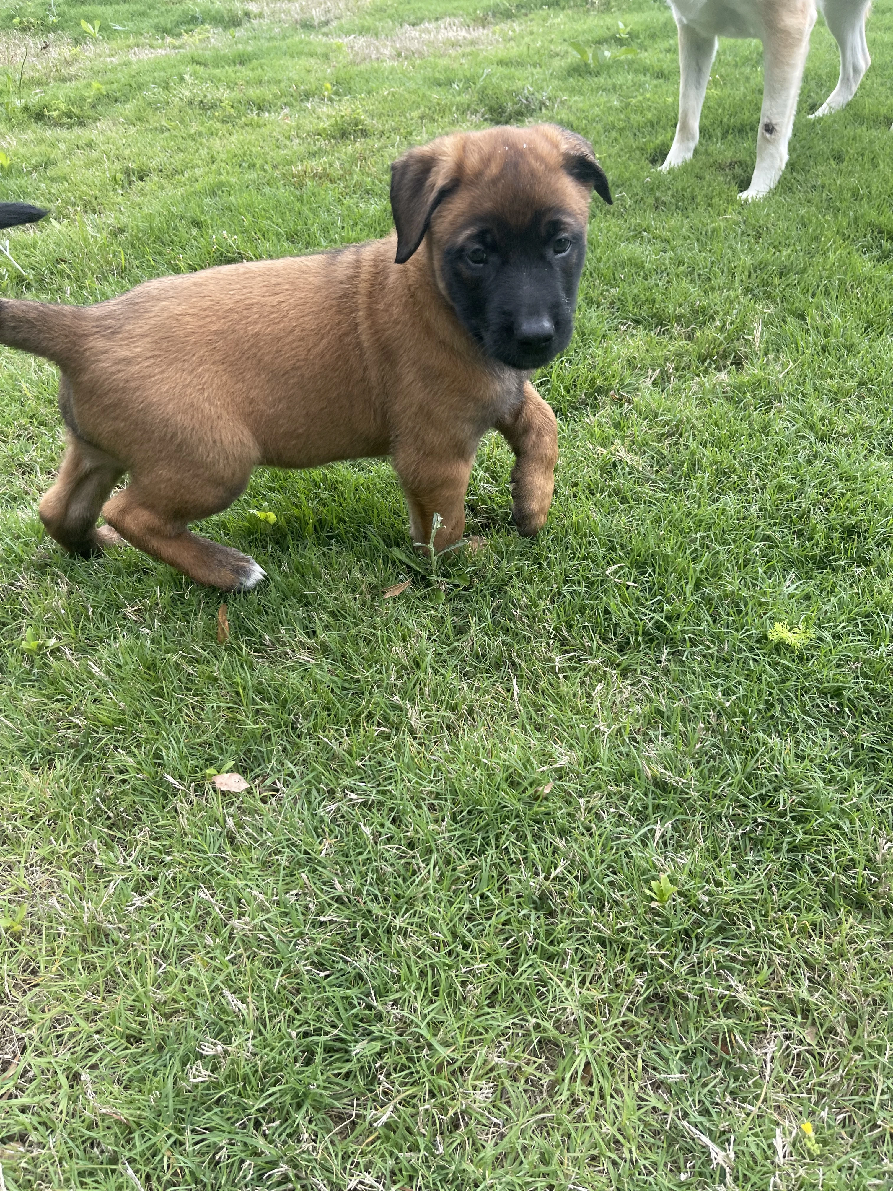 Hakoda from the Ranger x Mila litter during puppy evaluation and development.