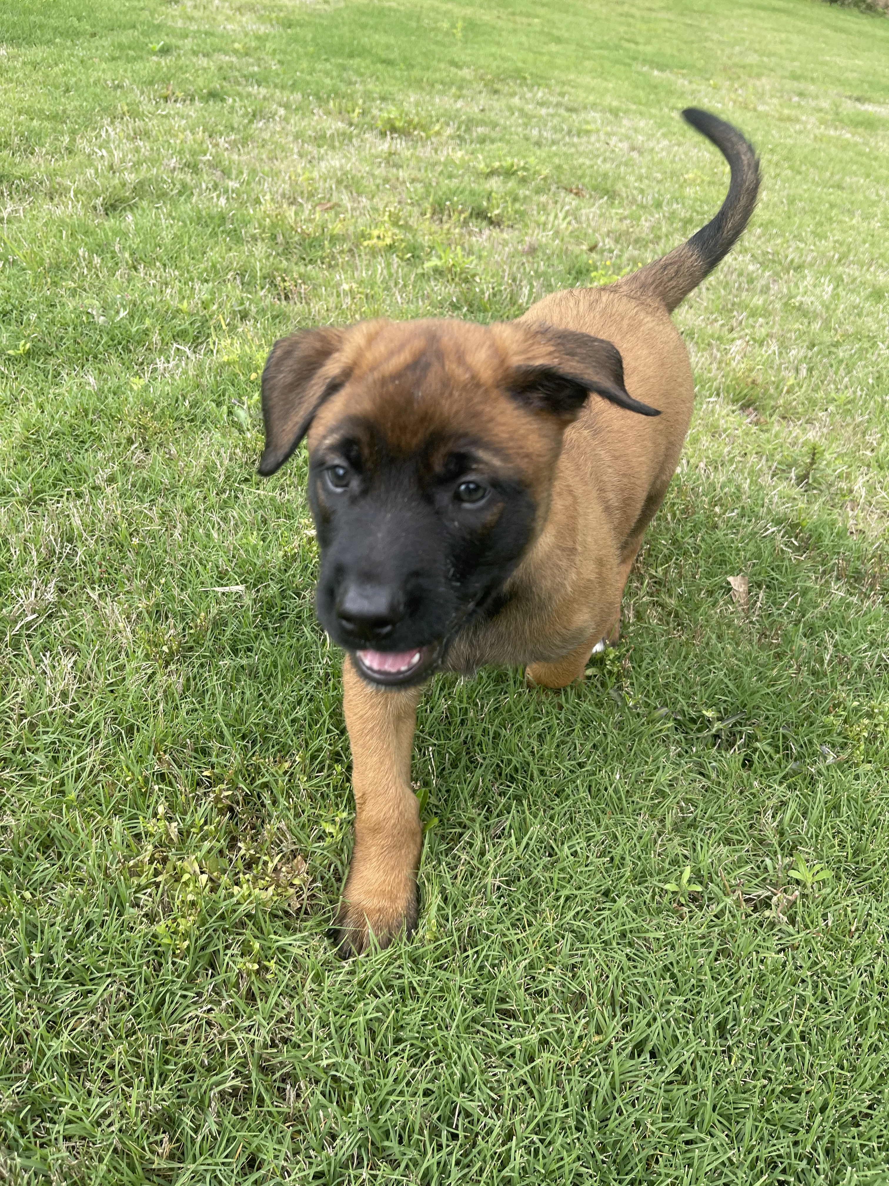 Hakoda, Dark Blue-collar male puppy.