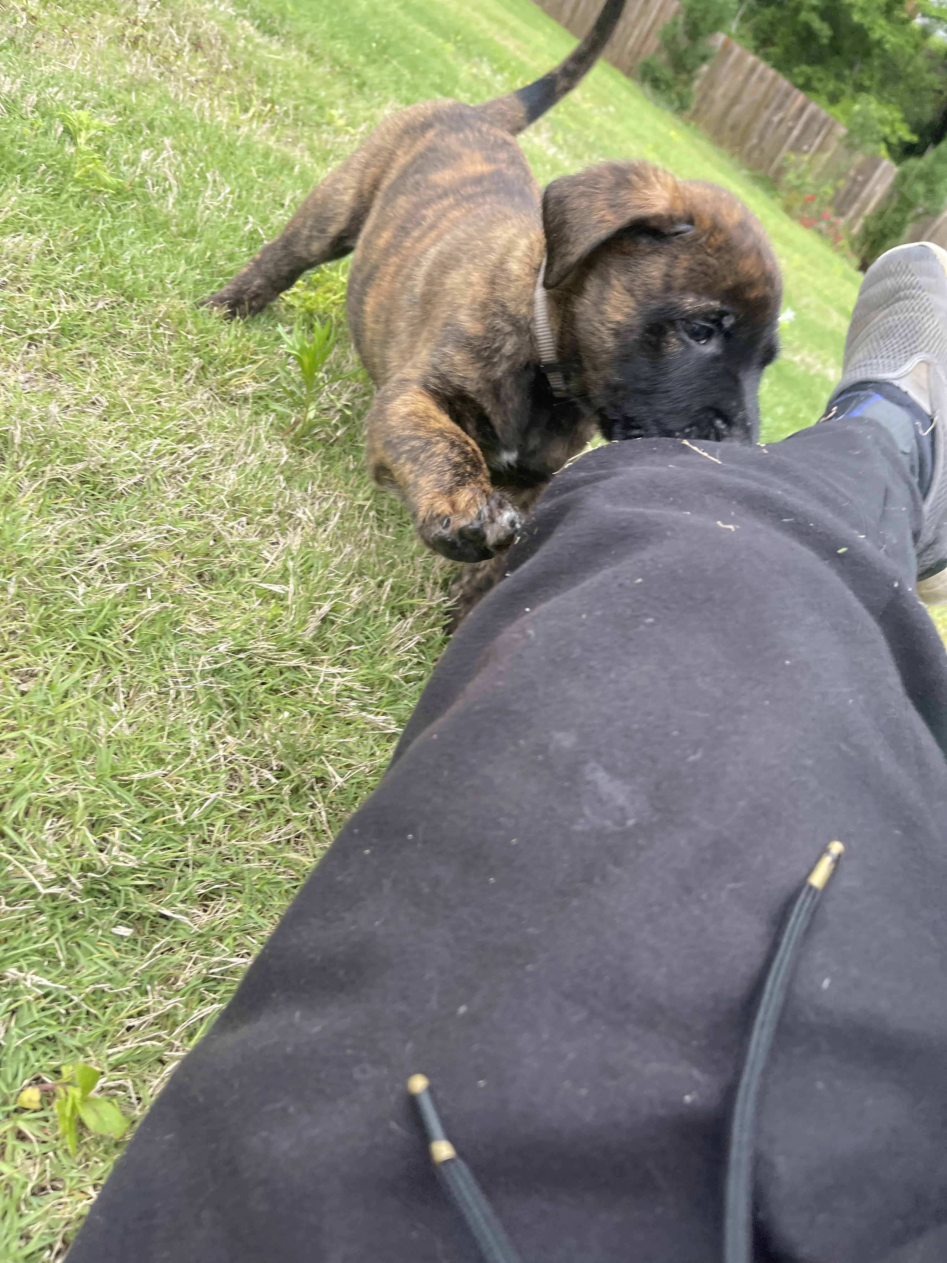 Iroh from the Ranger x Mila litter during puppy evaluation and development.
