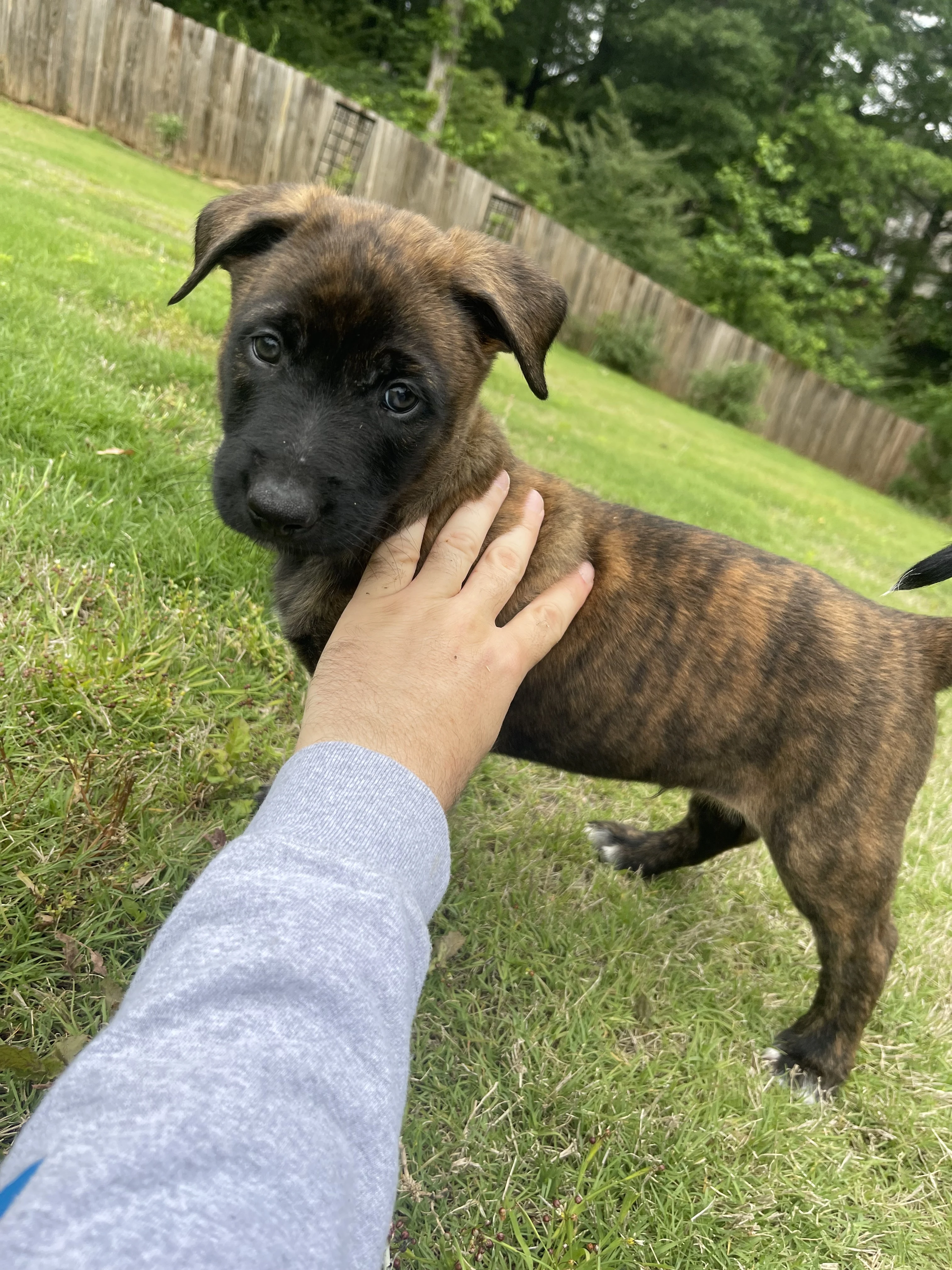 Iroh from the Ranger x Mila litter during puppy evaluation and development.