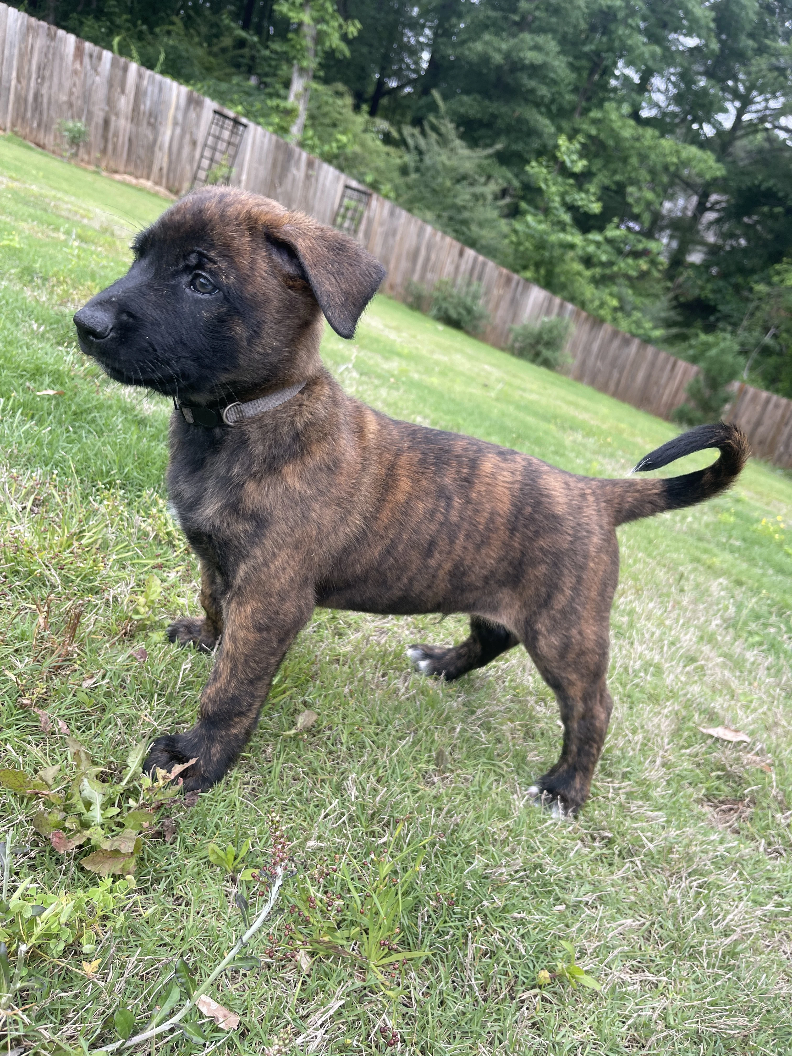 Iroh from the Ranger x Mila litter during puppy evaluation and development.
