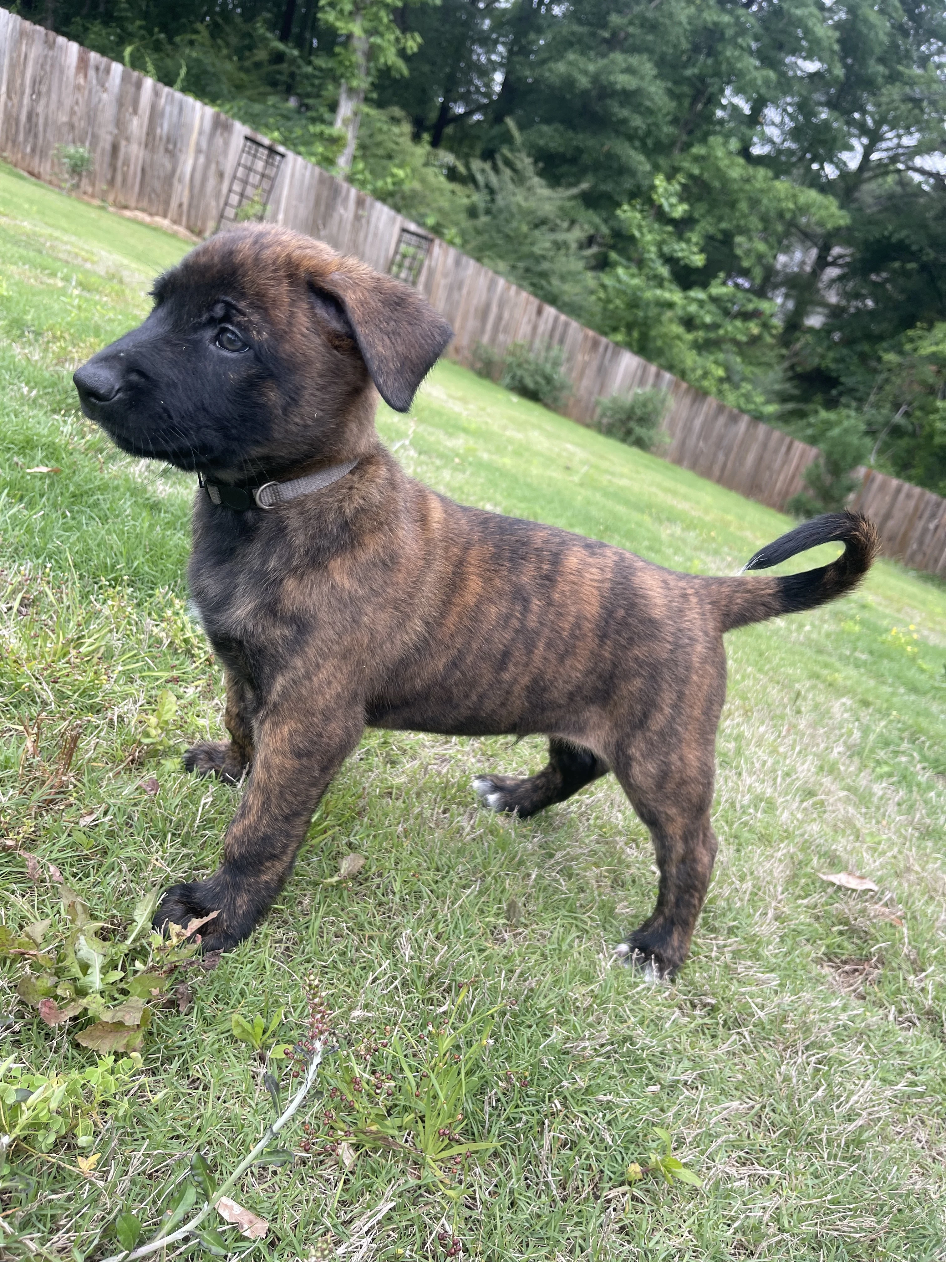 Iroh from the Ranger x Mila litter during puppy evaluation and development.