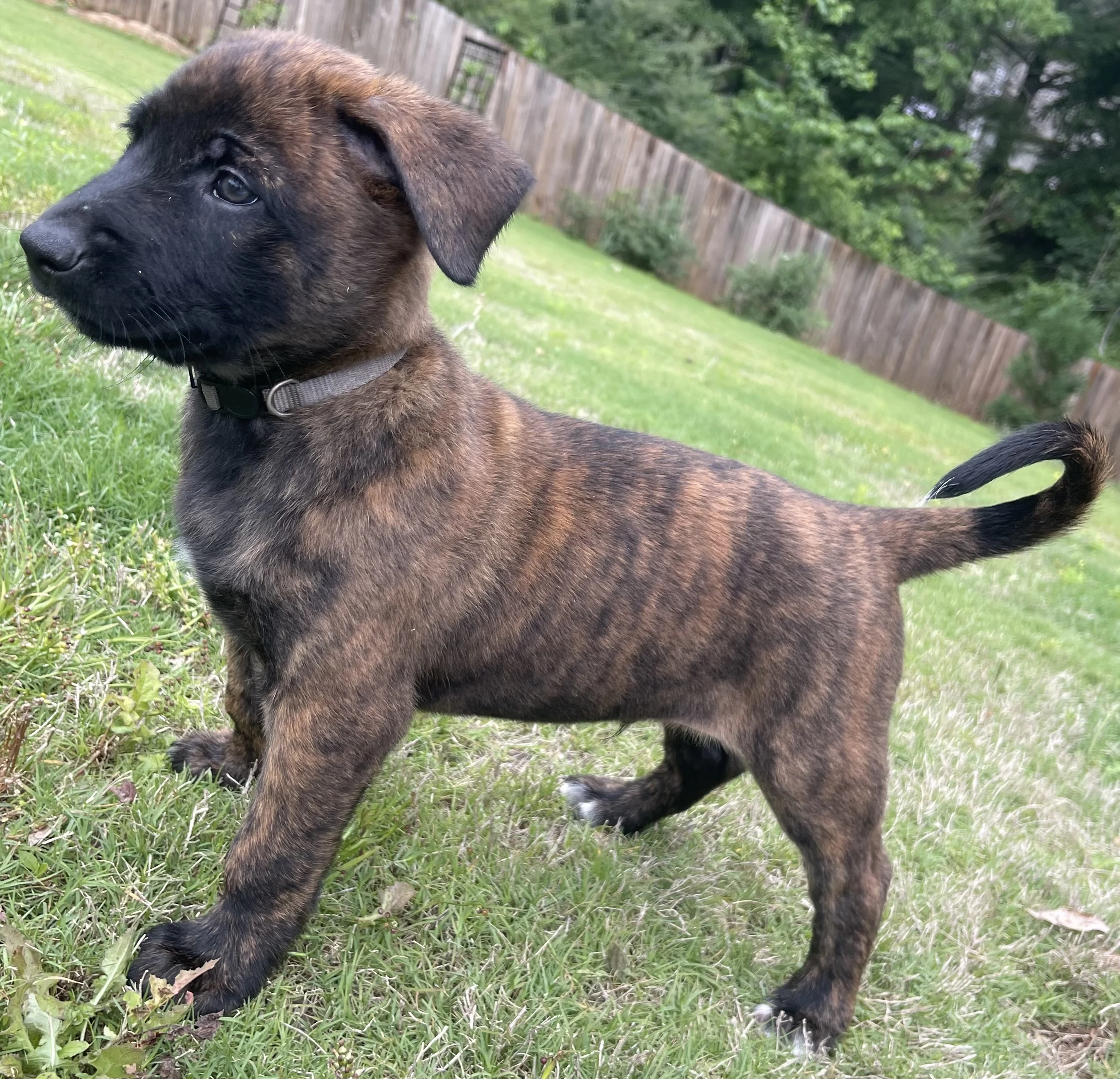 Iroh from the Ranger x Mila litter during puppy evaluation and development.