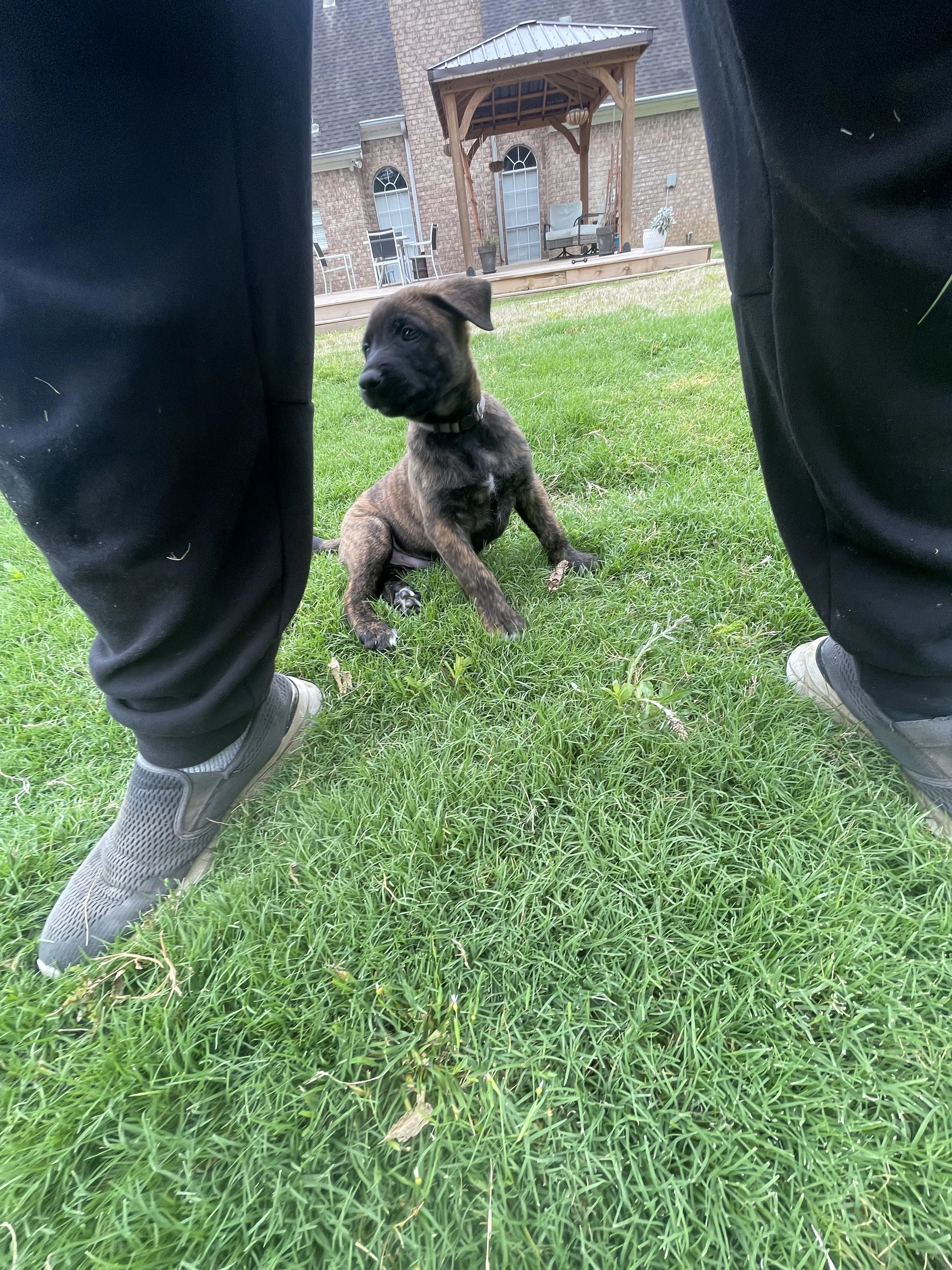 Iroh from the Ranger x Mila litter during puppy evaluation and development.