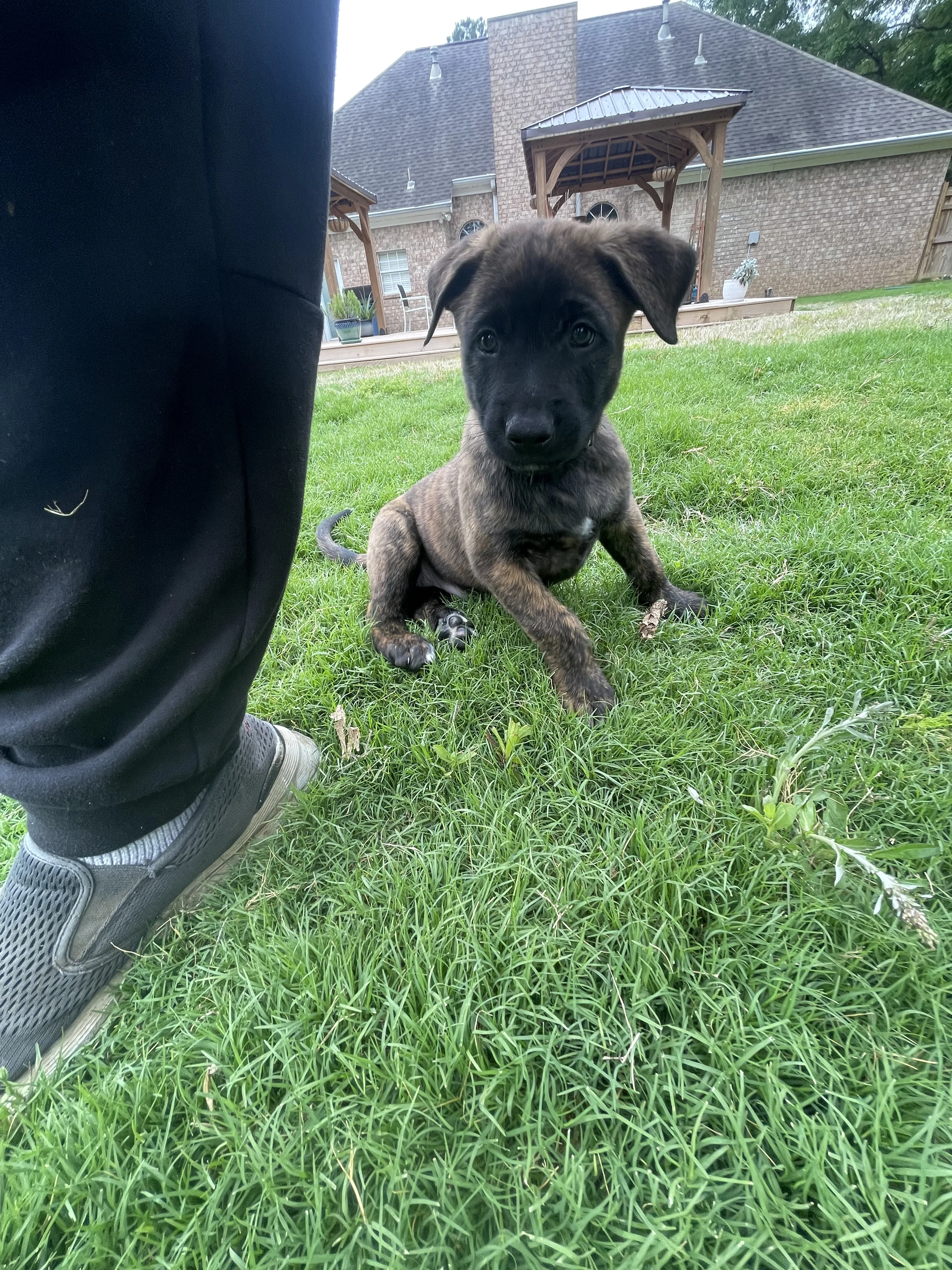 Iroh from the Ranger x Mila litter during puppy evaluation and development.