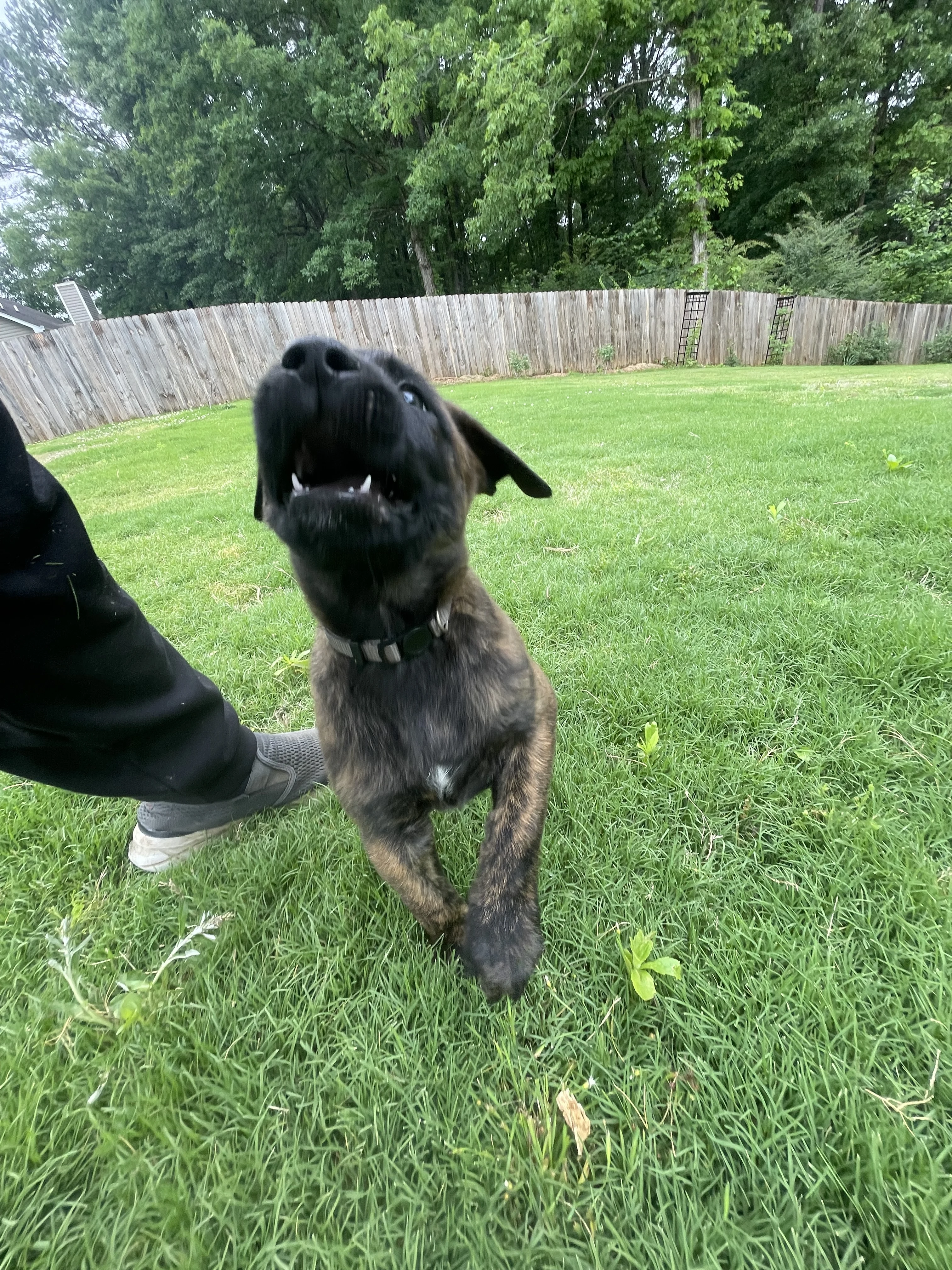 Iroh from the Ranger x Mila litter during puppy evaluation and development.