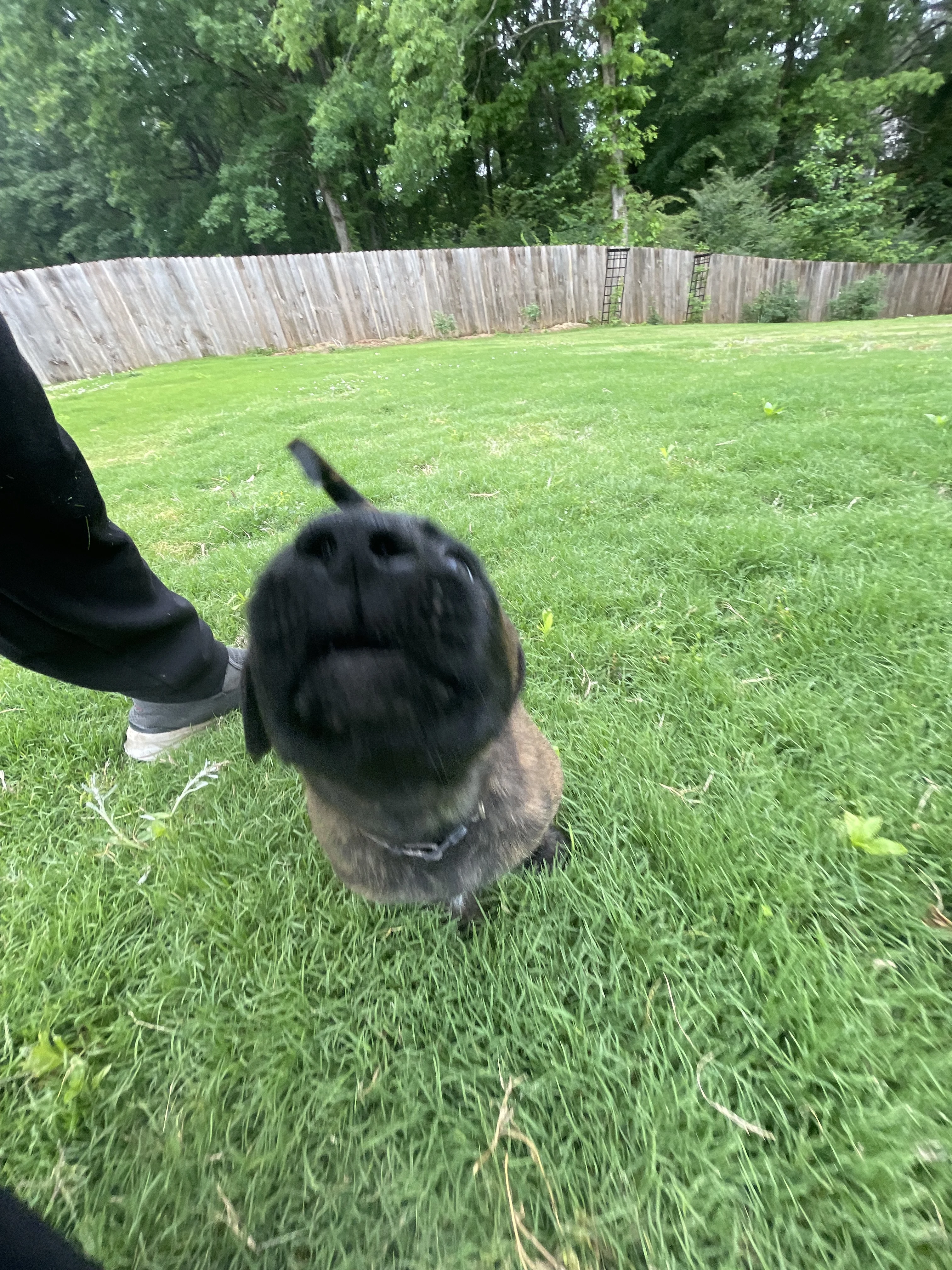 Iroh from the Ranger x Mila litter during puppy evaluation and development.