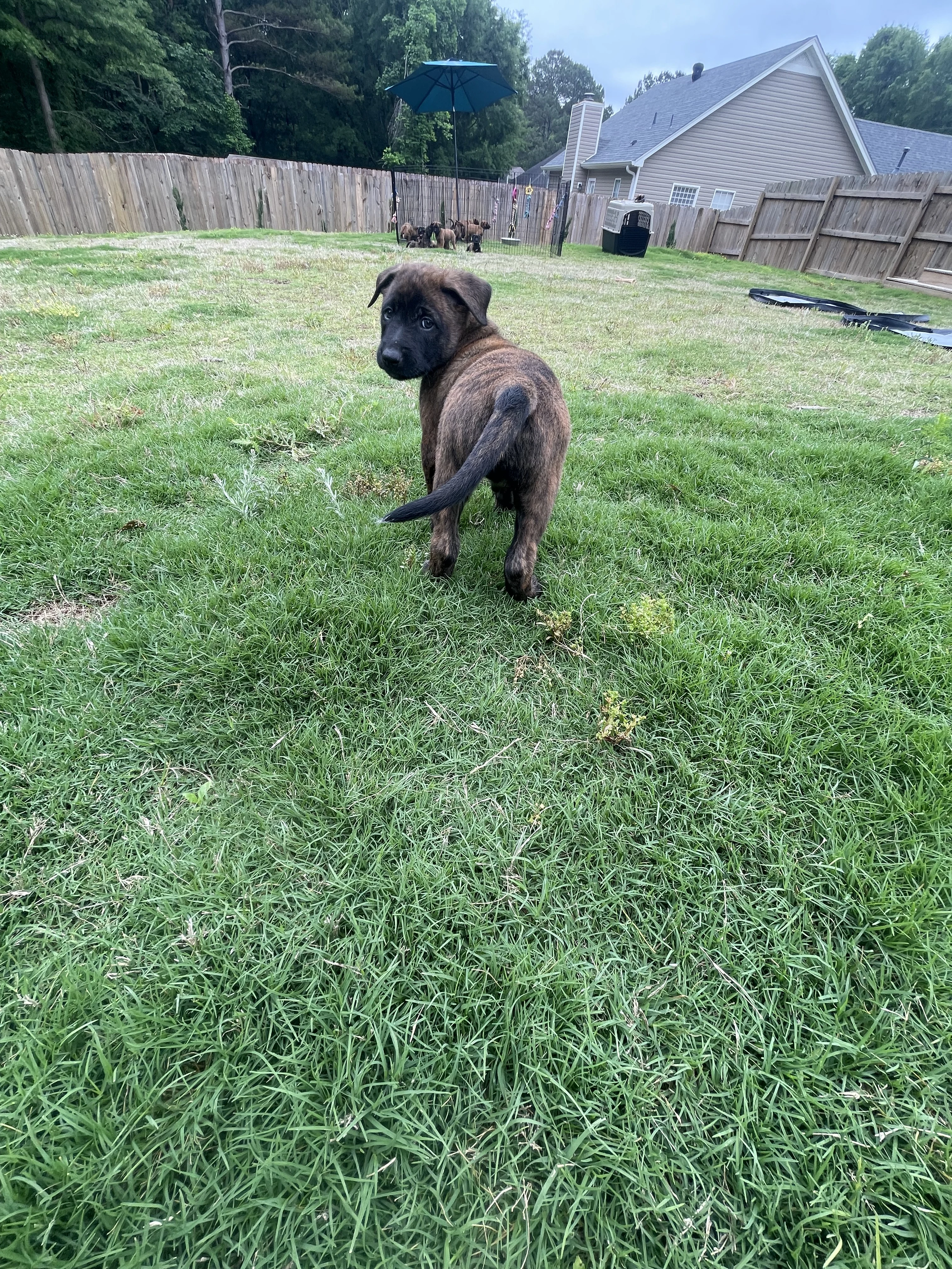 Iroh from the Ranger x Mila litter during puppy evaluation and development.