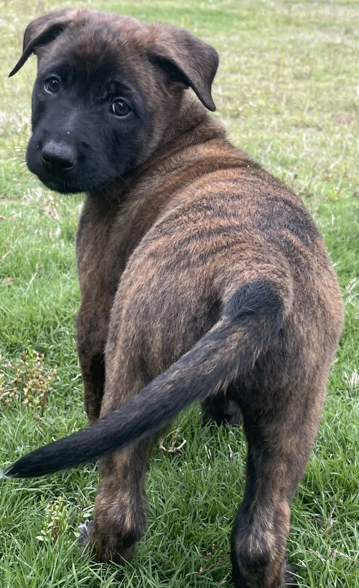 Iroh from the Ranger x Mila litter during puppy evaluation and development.