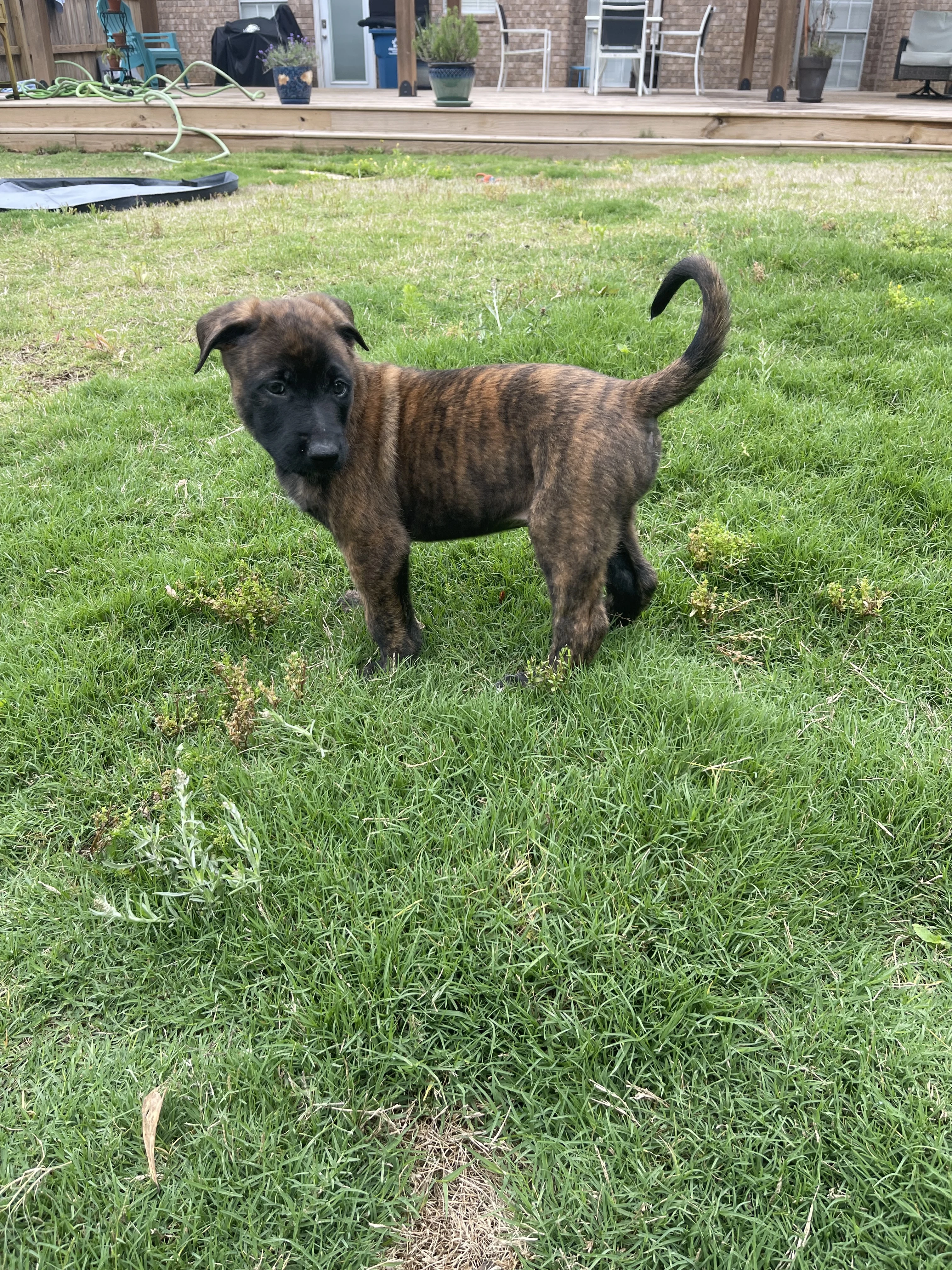 Iroh from the Ranger x Mila litter during puppy evaluation and development.