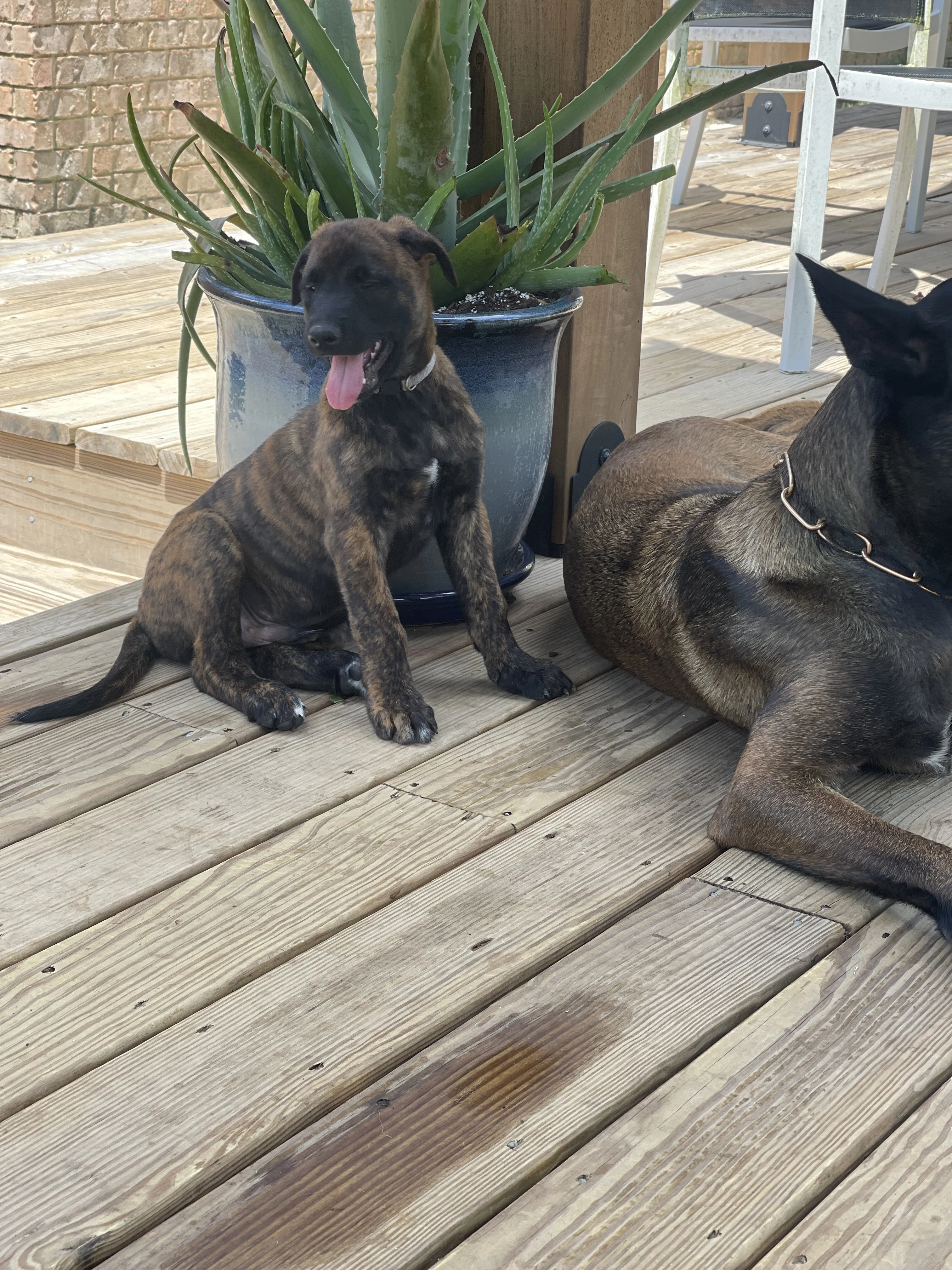 Iroh from the Ranger x Mila litter during puppy evaluation and development.