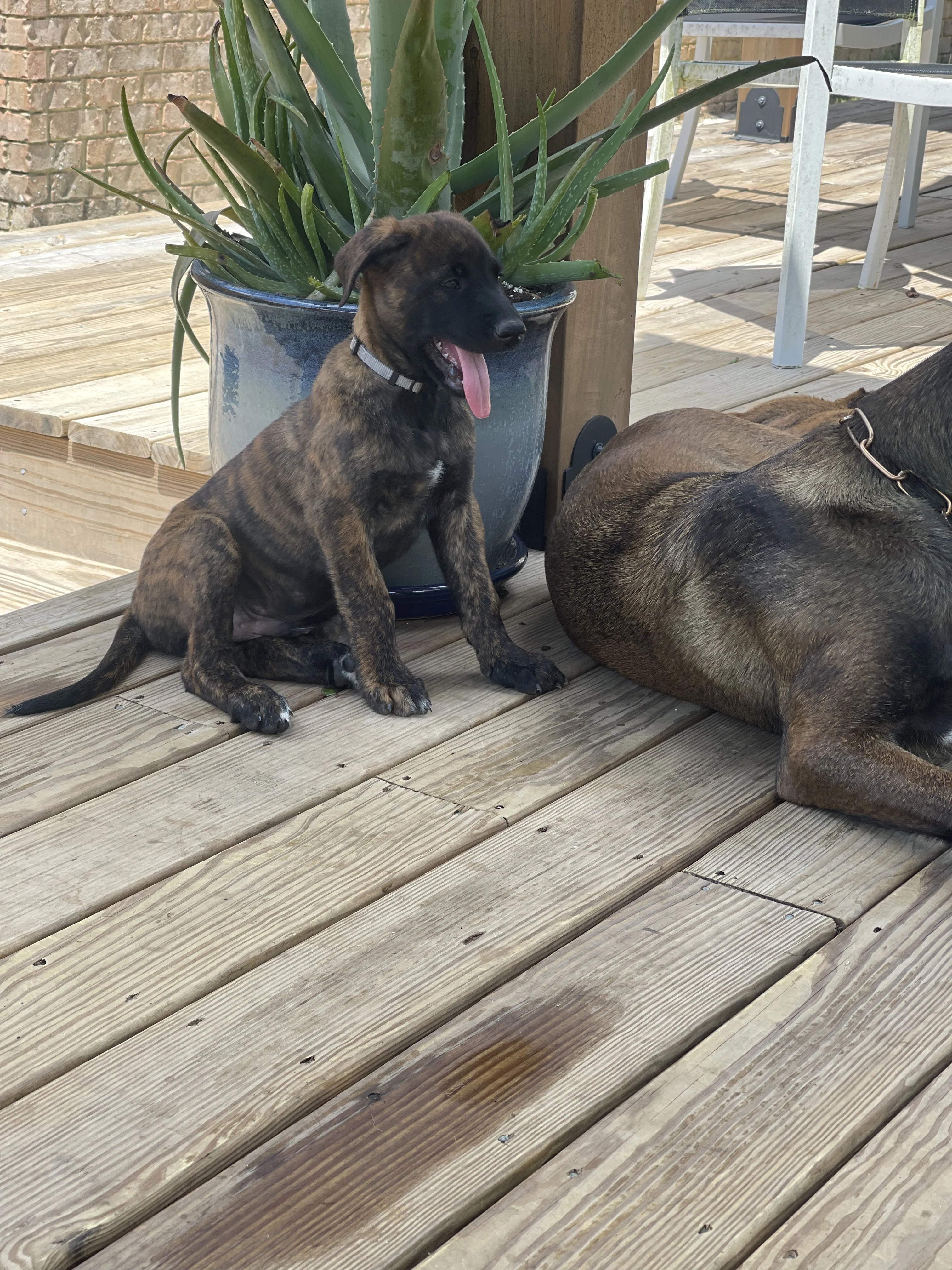 Iroh from the Ranger x Mila litter during puppy evaluation and development.