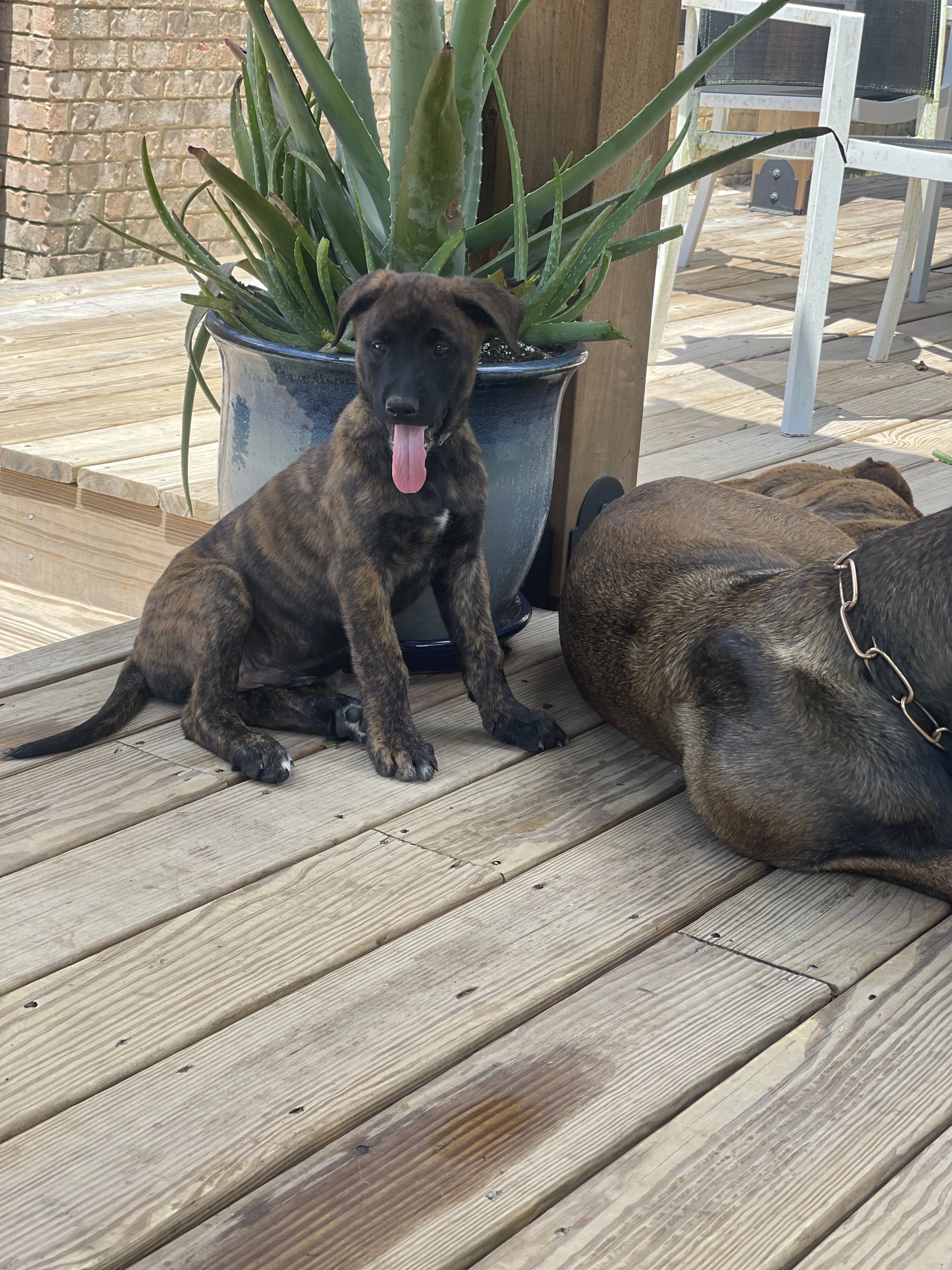 Iroh from the Ranger x Mila litter during puppy evaluation and development.