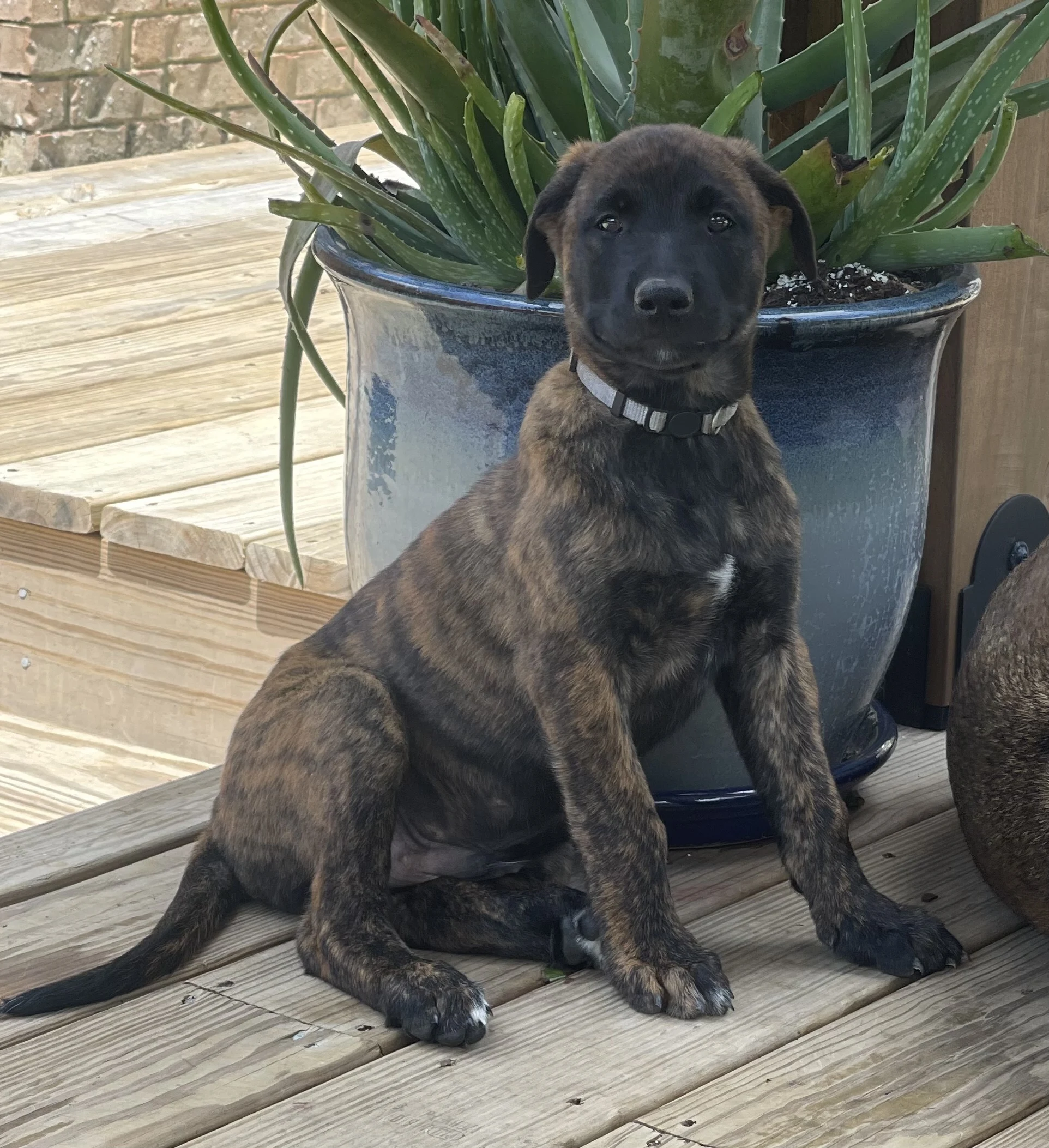 Iroh, Grey-collar male puppy.