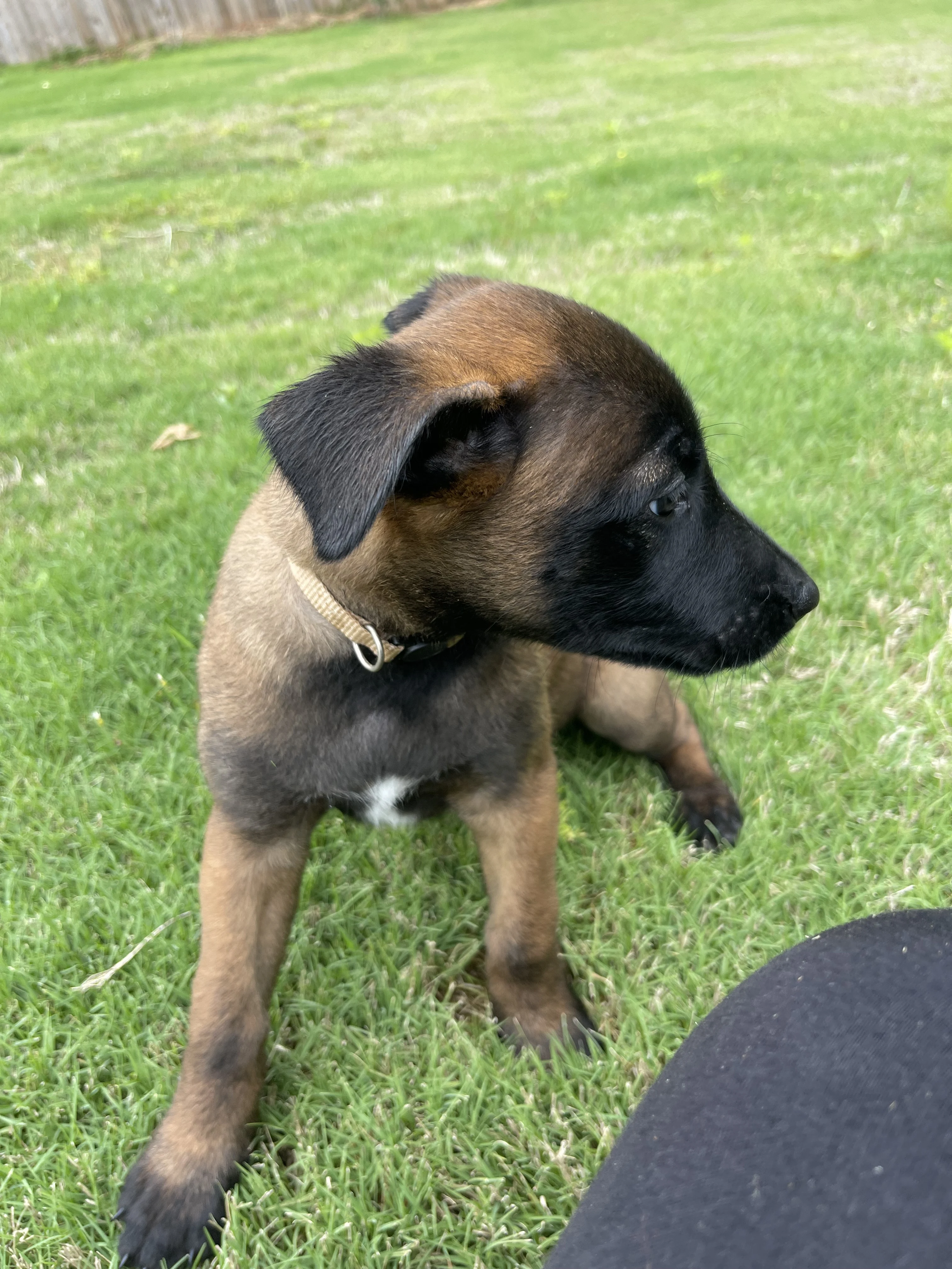 Katara from the Ranger x Mila litter during puppy evaluation and development.