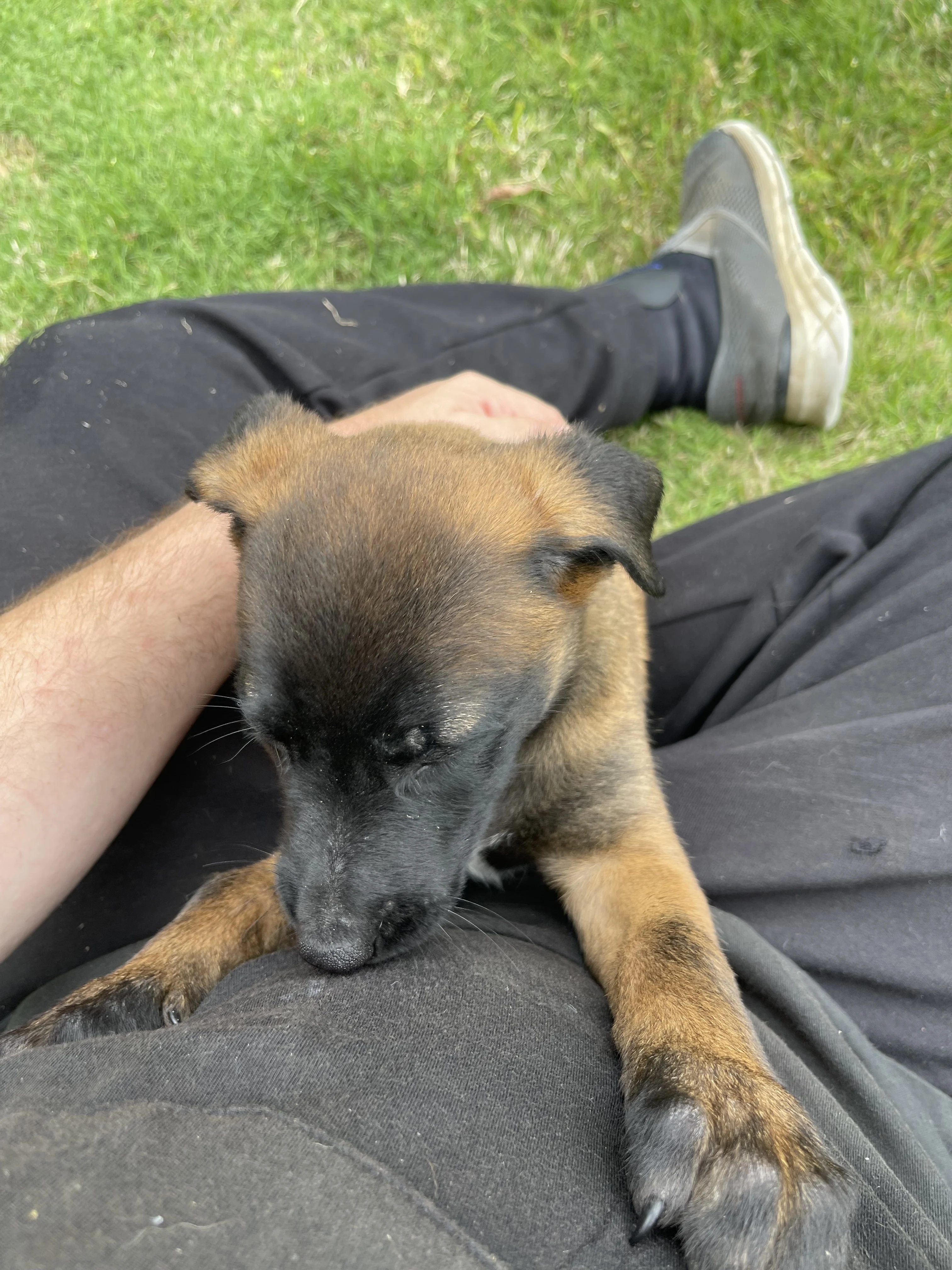 Katara from the Ranger x Mila litter during puppy evaluation and development.