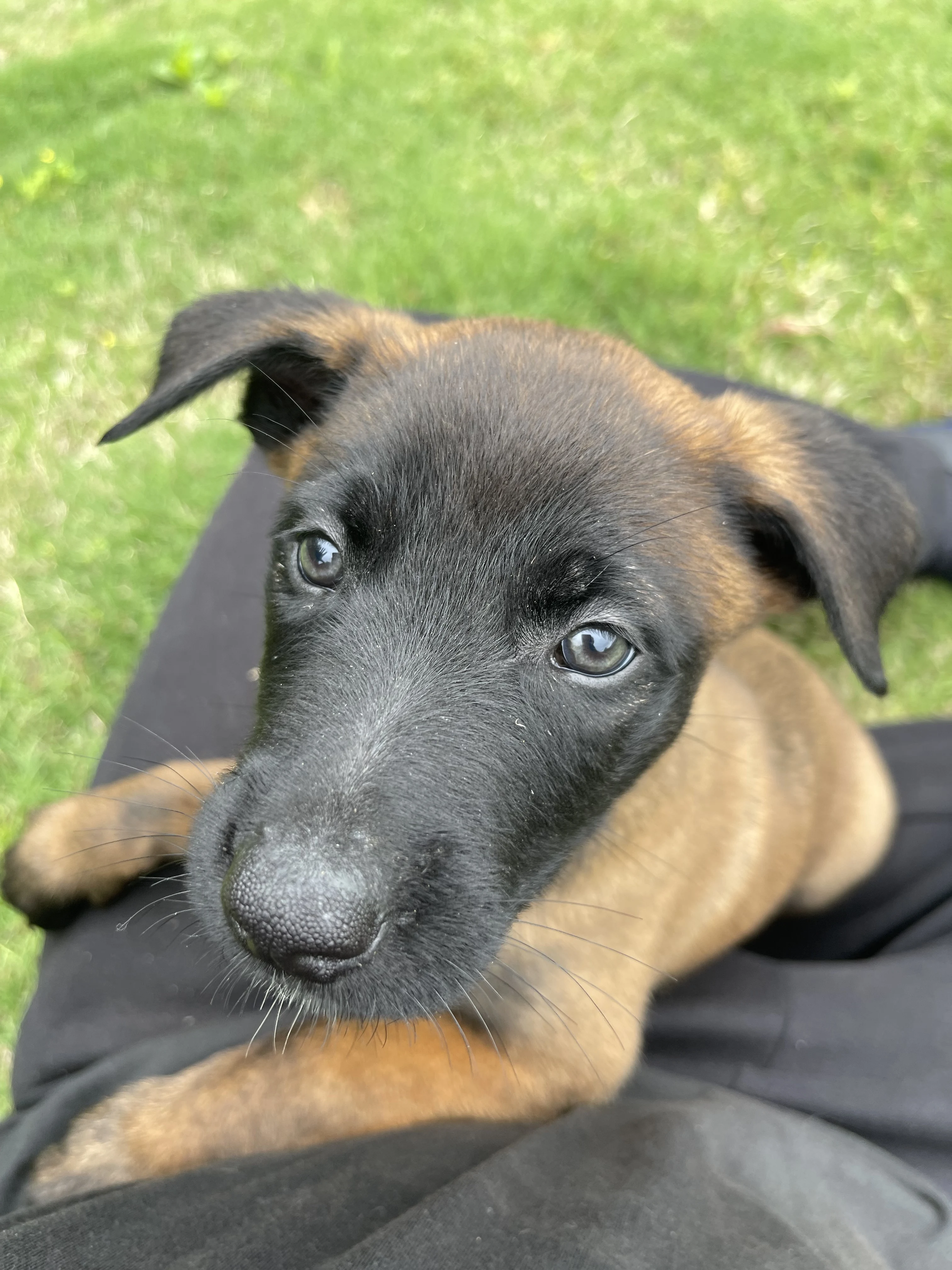 Katara from the Ranger x Mila litter during puppy evaluation and development.