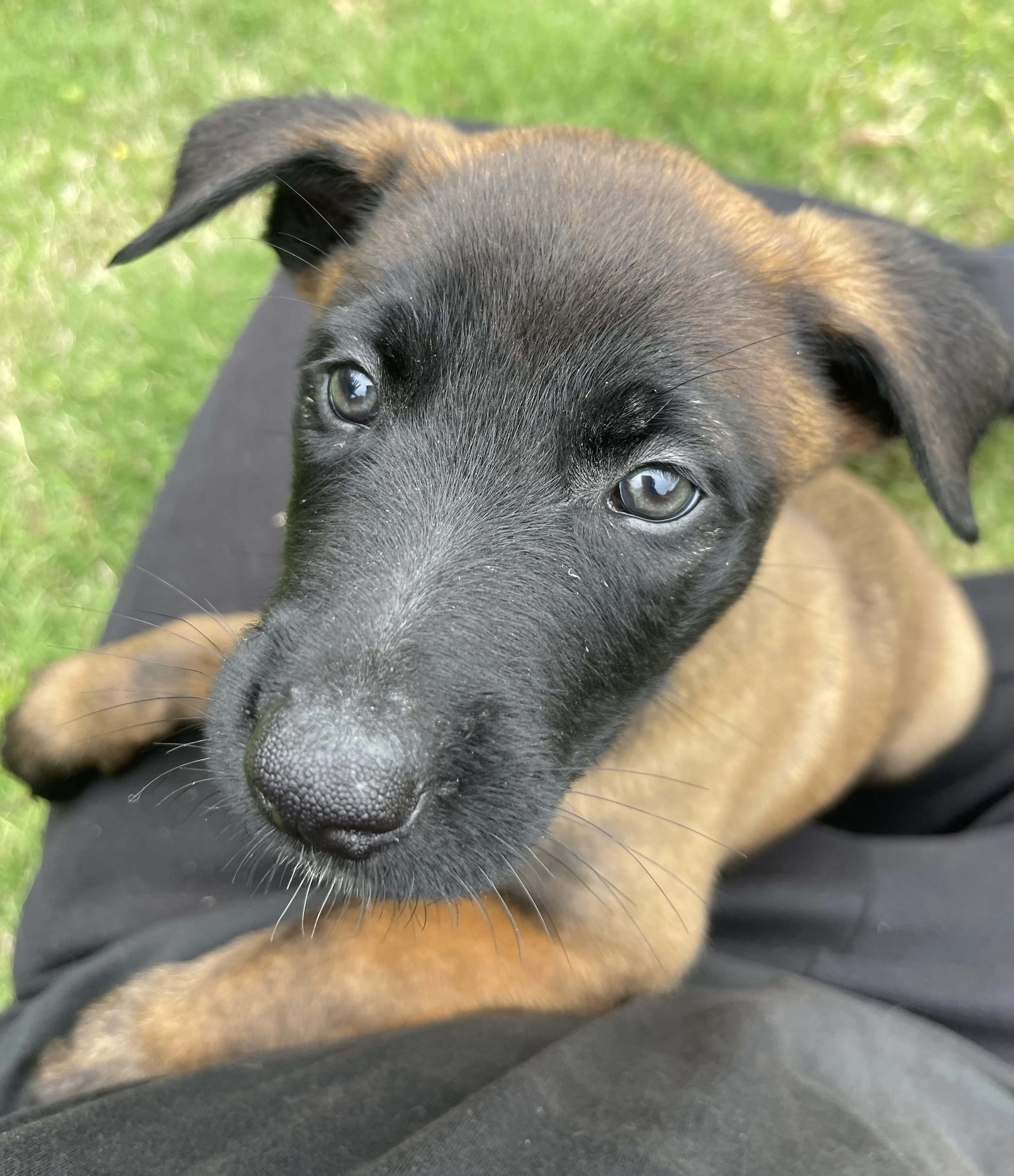 Katara from the Ranger x Mila litter during puppy evaluation and development.