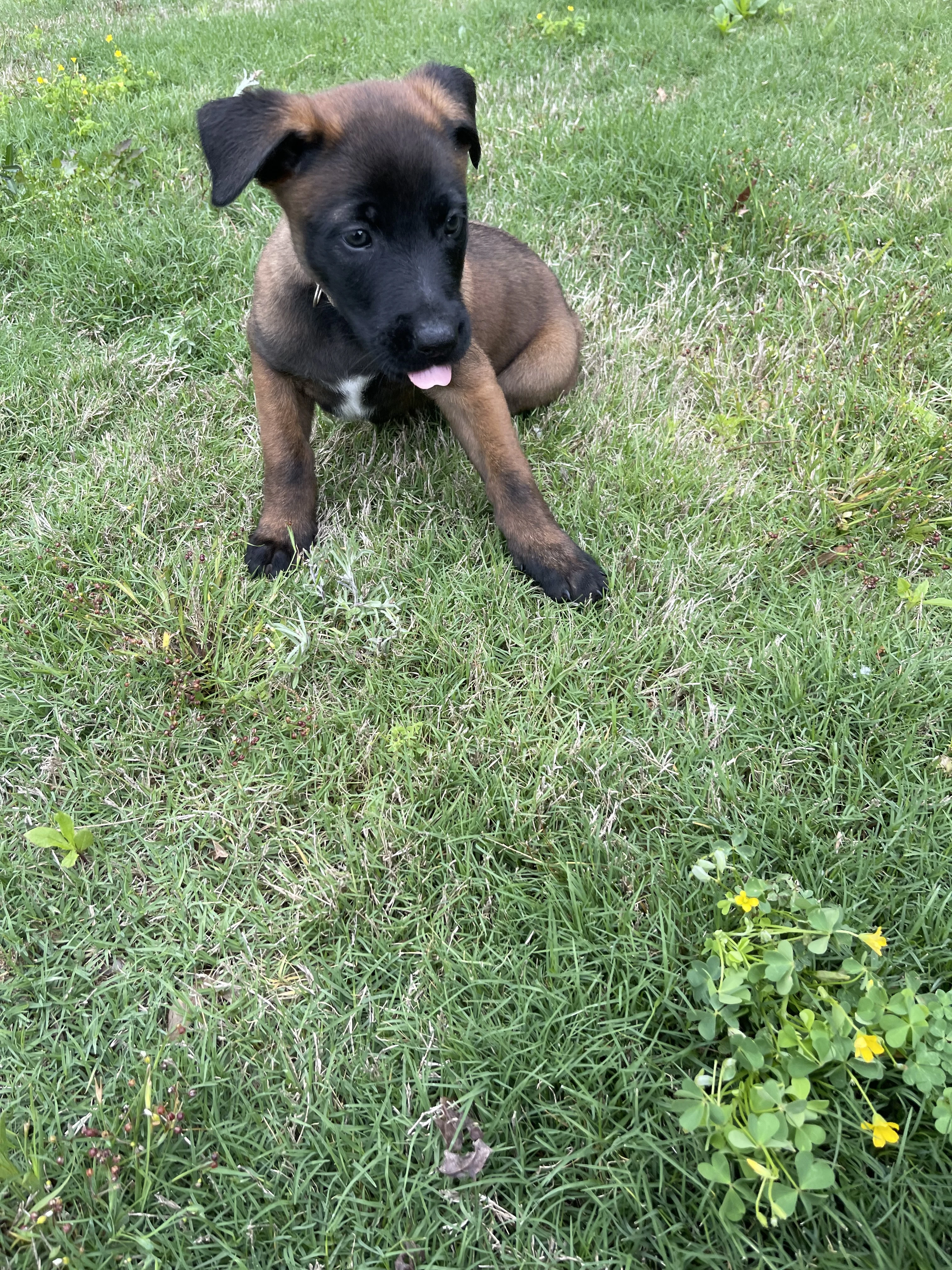 Katara from the Ranger x Mila litter during puppy evaluation and development.