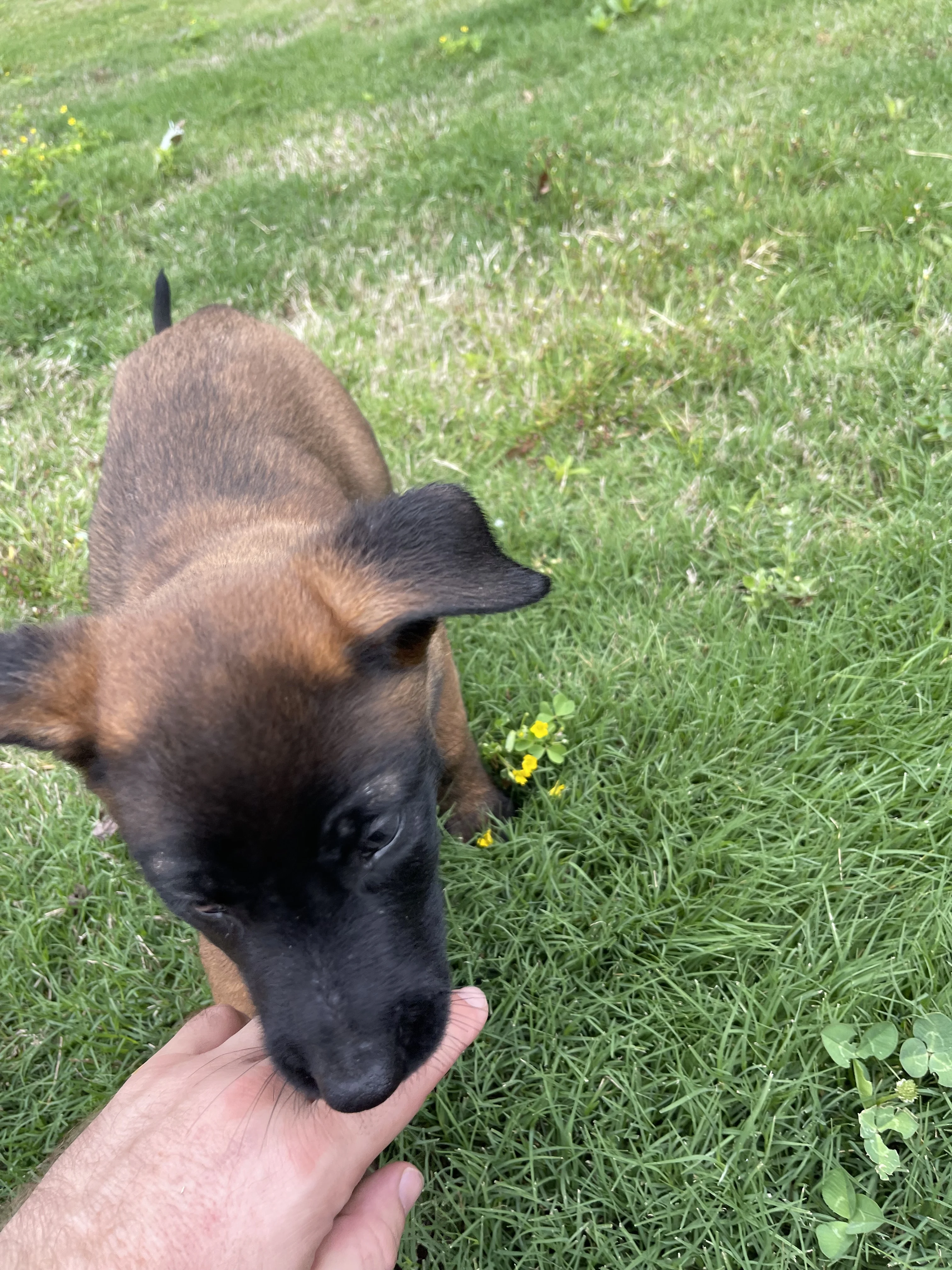 Katara from the Ranger x Mila litter during puppy evaluation and development.