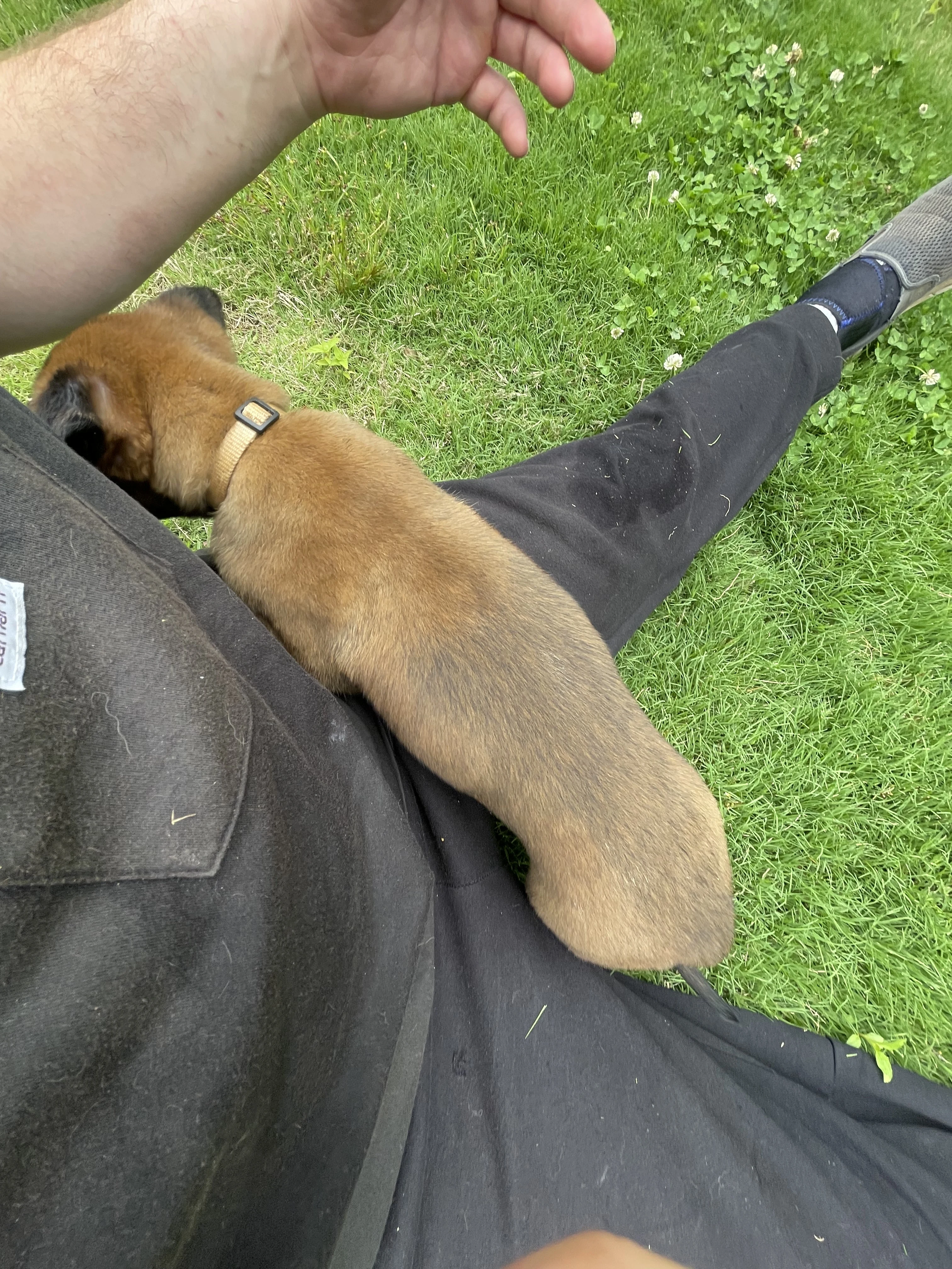 Katara from the Ranger x Mila litter during puppy evaluation and development.