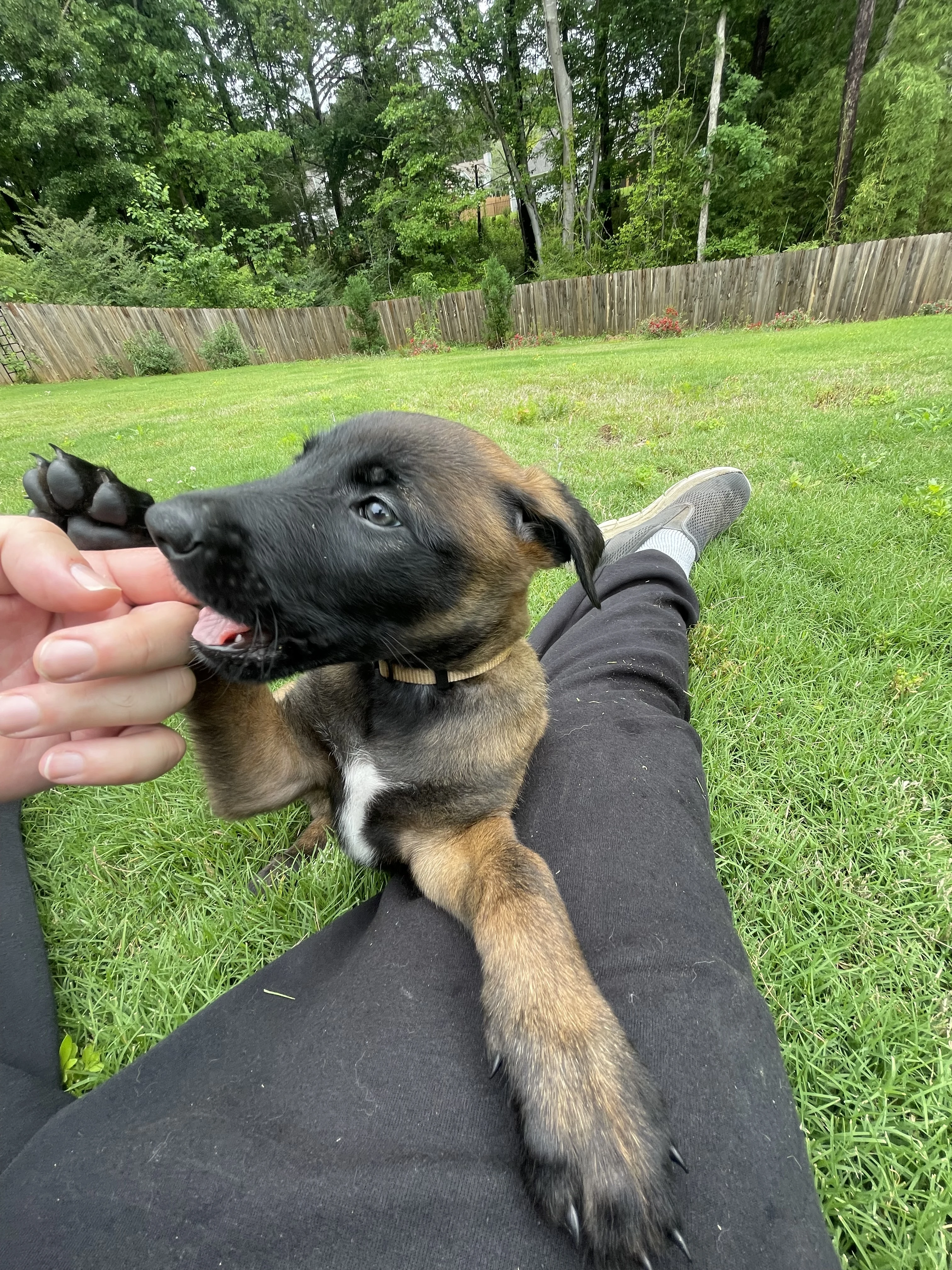 Katara from the Ranger x Mila litter during puppy evaluation and development.
