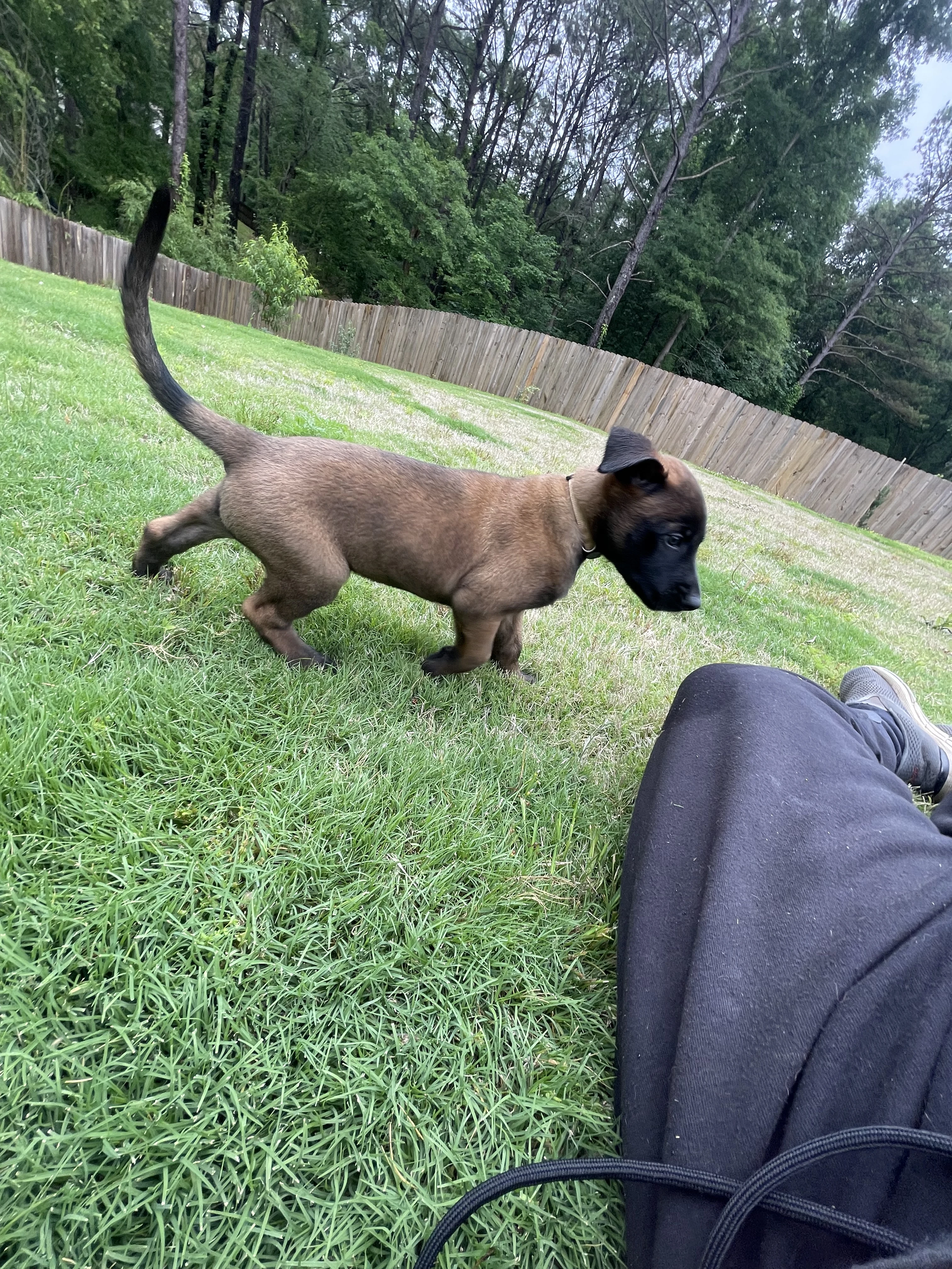 Katara from the Ranger x Mila litter during puppy evaluation and development.