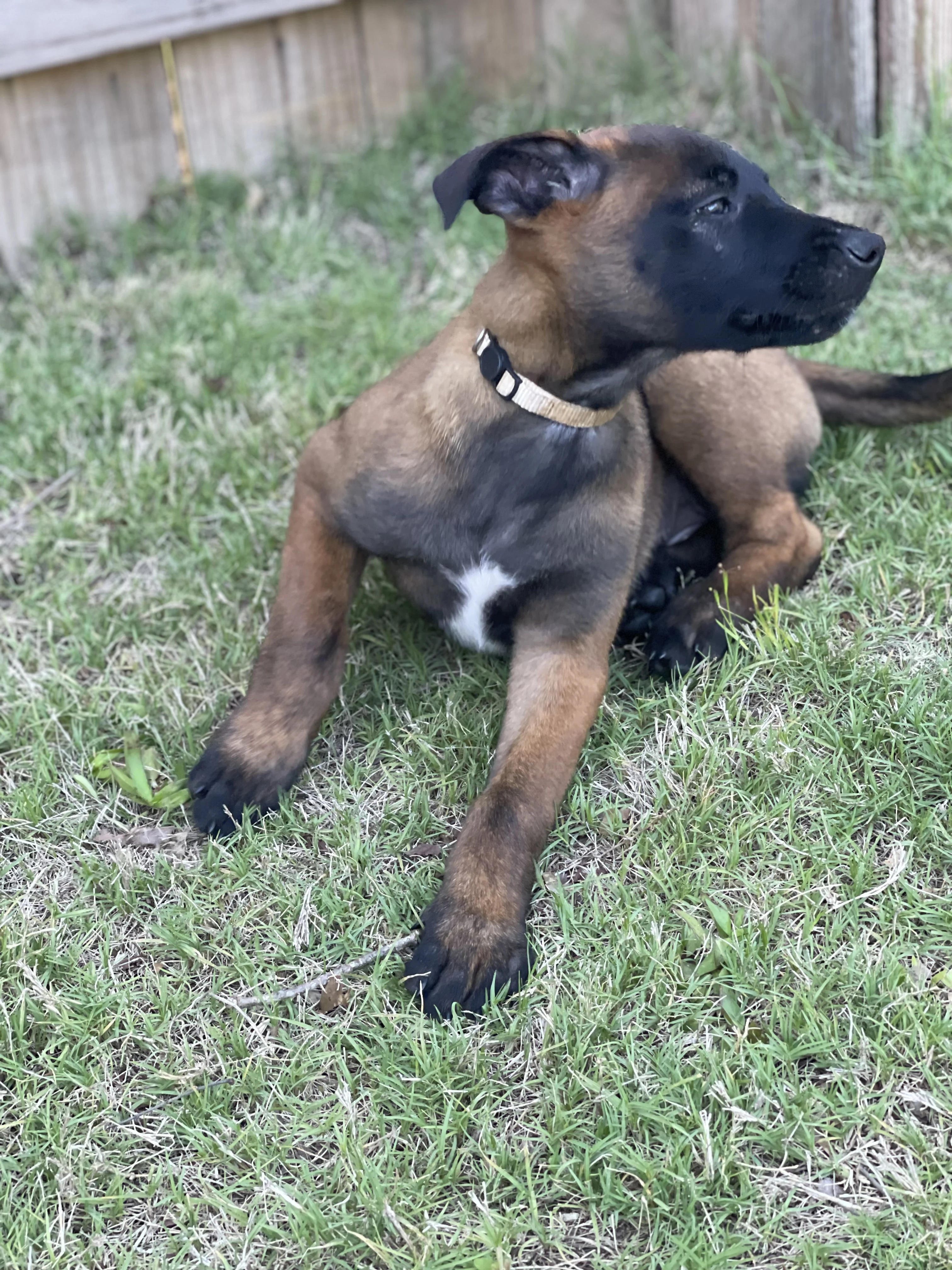 Katara from the Ranger x Mila litter during puppy evaluation and development.