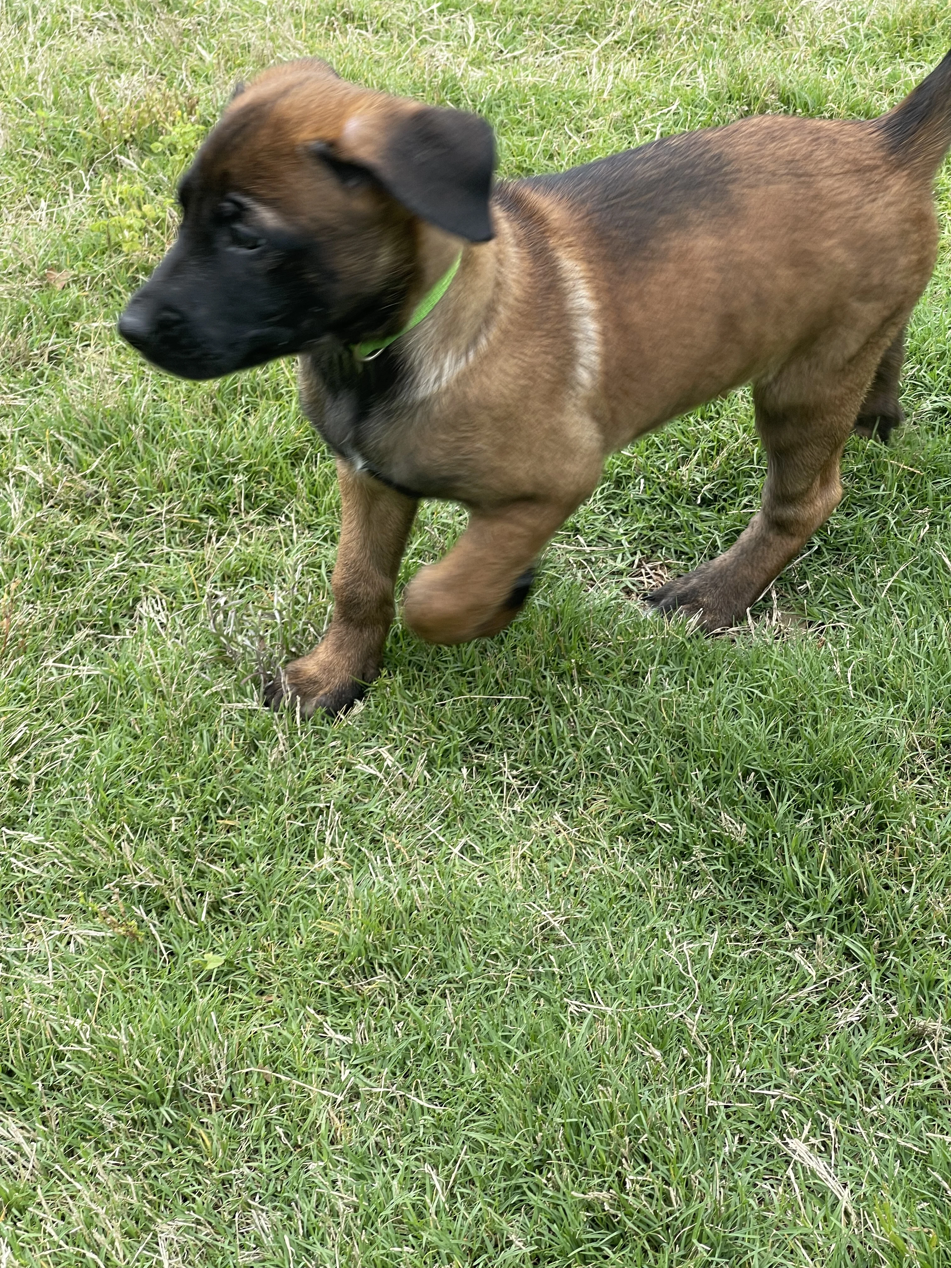 Kyoshi from the Ranger x Mila litter during puppy evaluation and development.