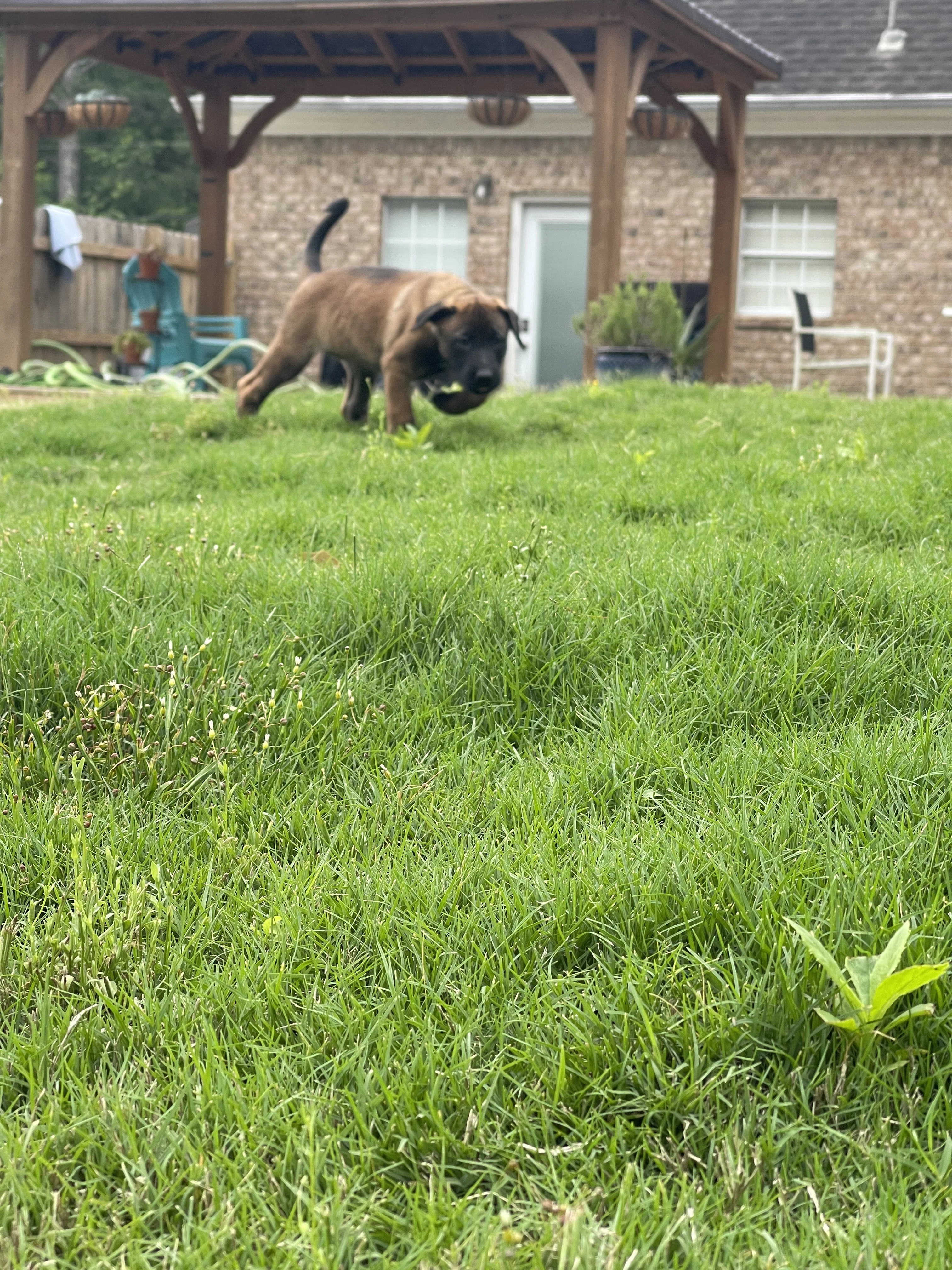 Kyoshi from the Ranger x Mila litter during puppy evaluation and development.