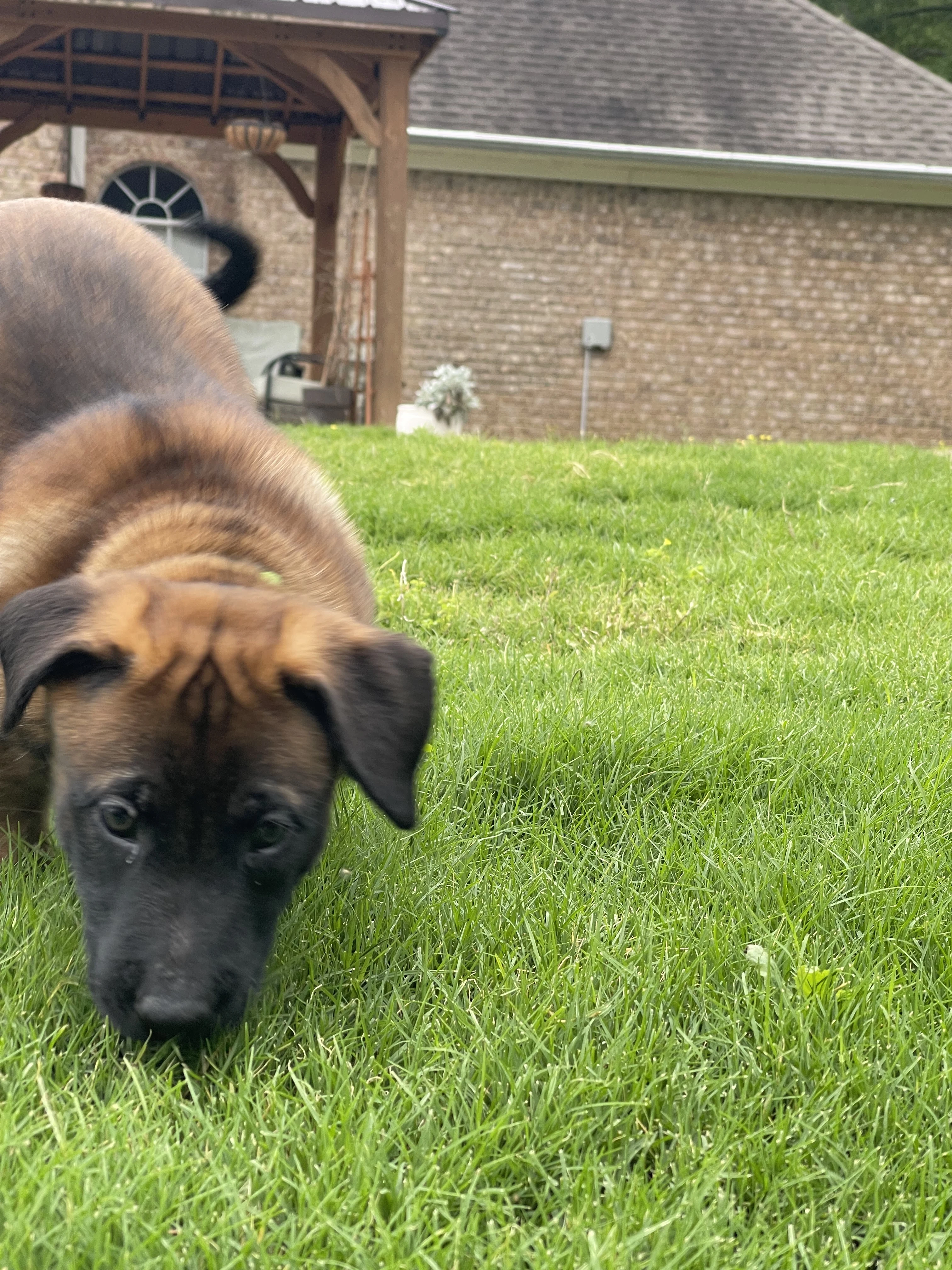 Kyoshi from the Ranger x Mila litter during puppy evaluation and development.