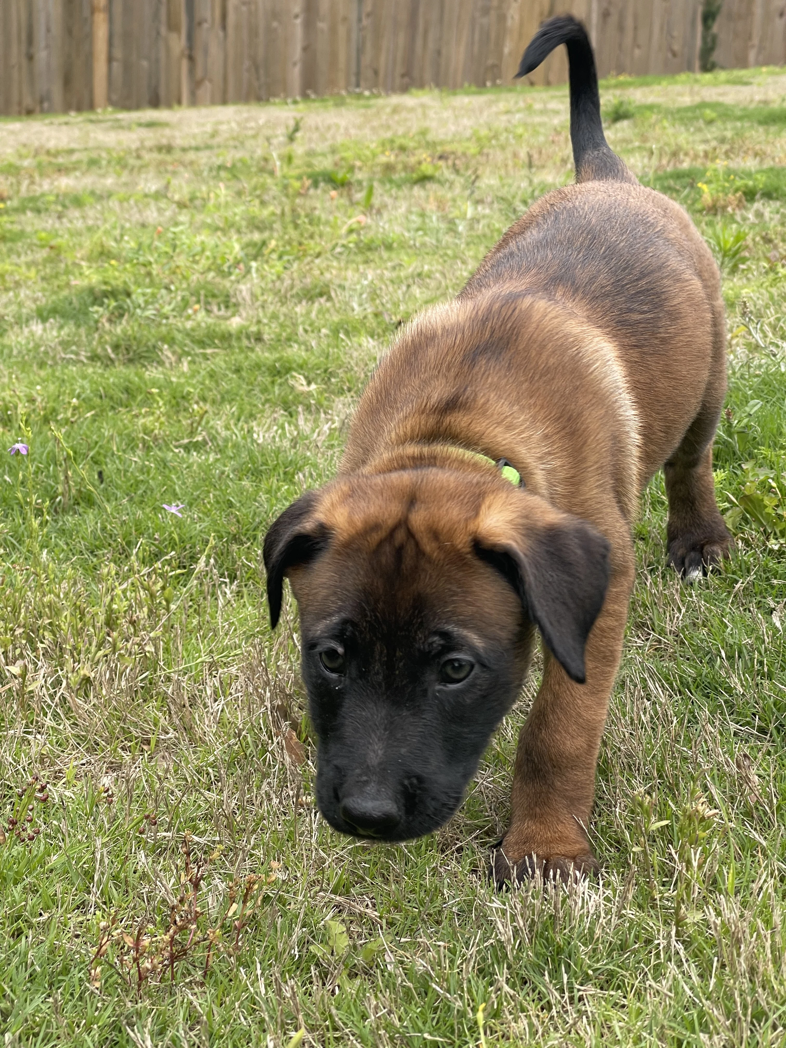 Kyoshi from the Ranger x Mila litter during puppy evaluation and development.