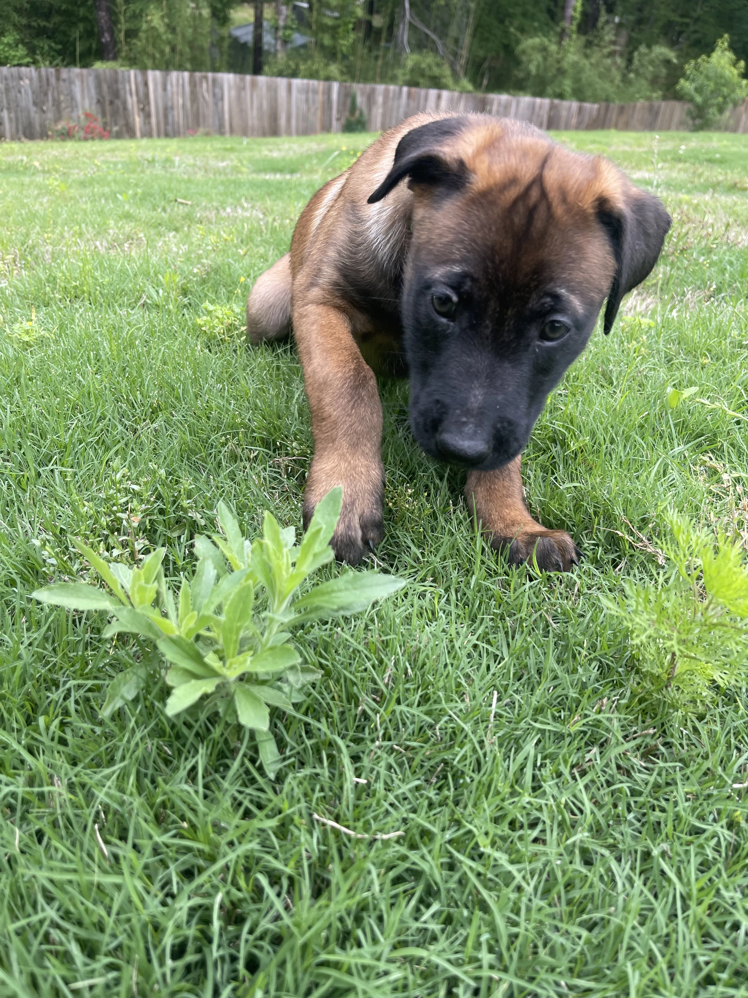 Kyoshi from the Ranger x Mila litter during puppy evaluation and development.