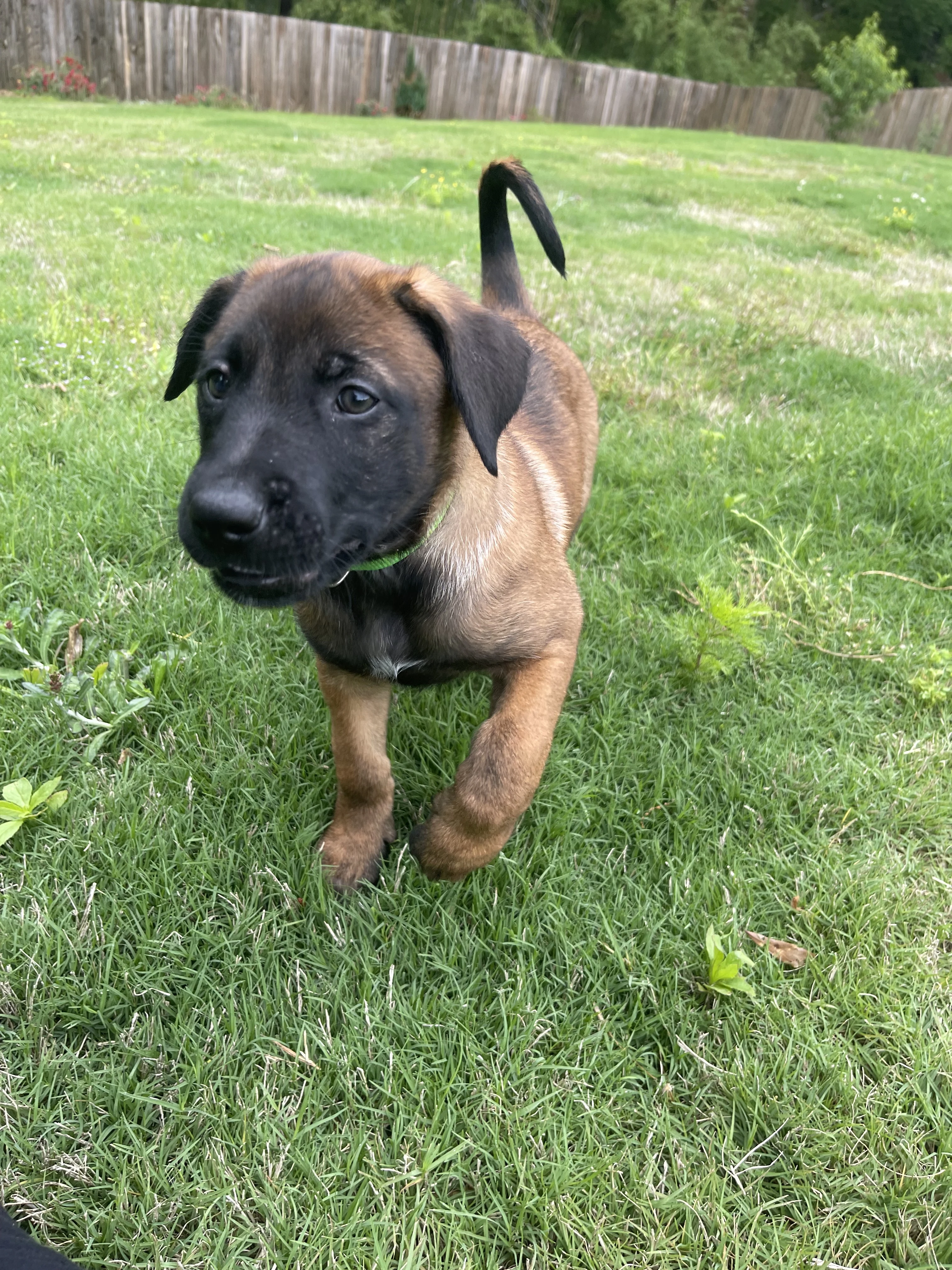 Kyoshi from the Ranger x Mila litter during puppy evaluation and development.