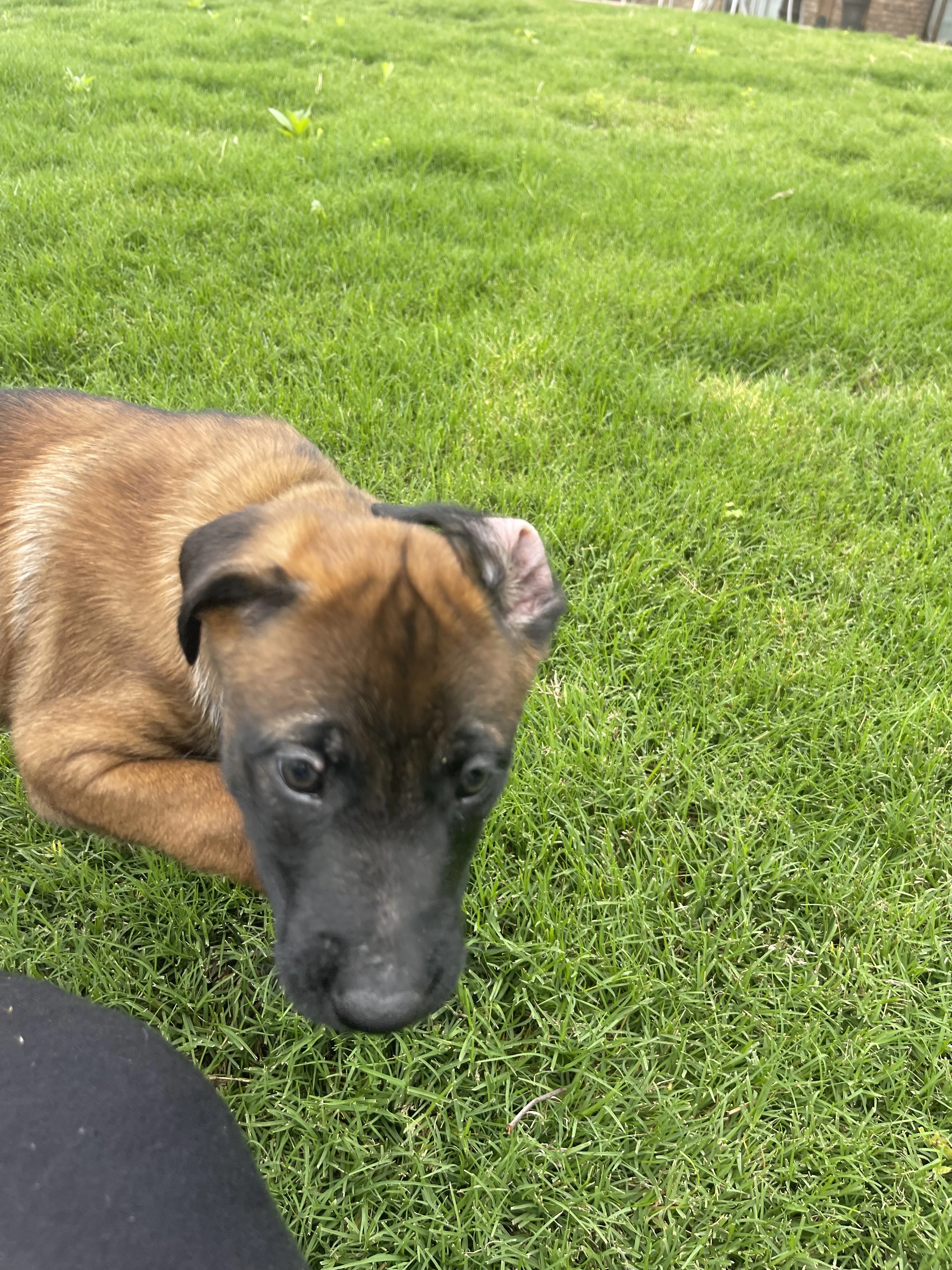 Kyoshi from the Ranger x Mila litter during puppy evaluation and development.
