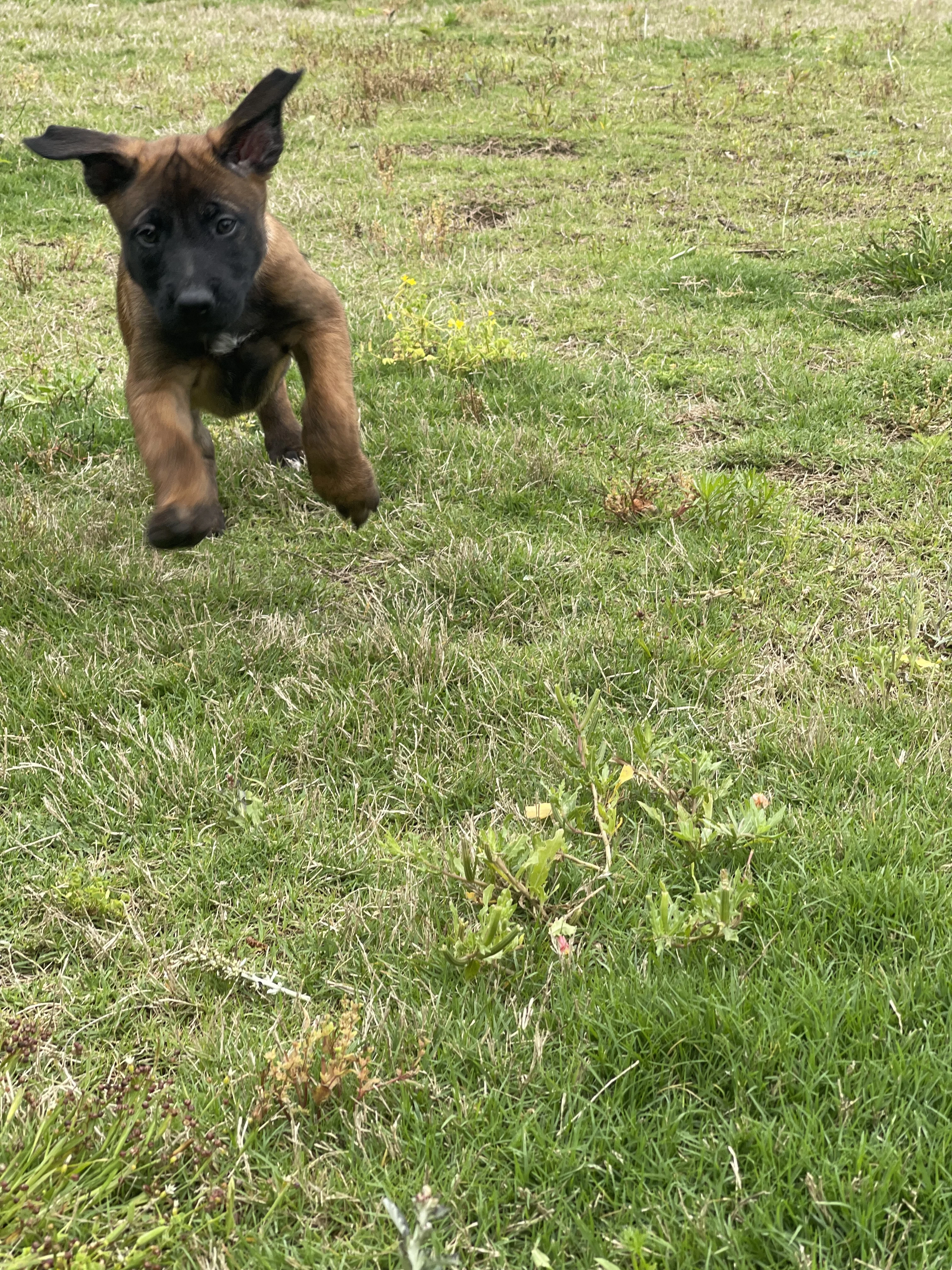 Kyoshi from the Ranger x Mila litter during puppy evaluation and development.