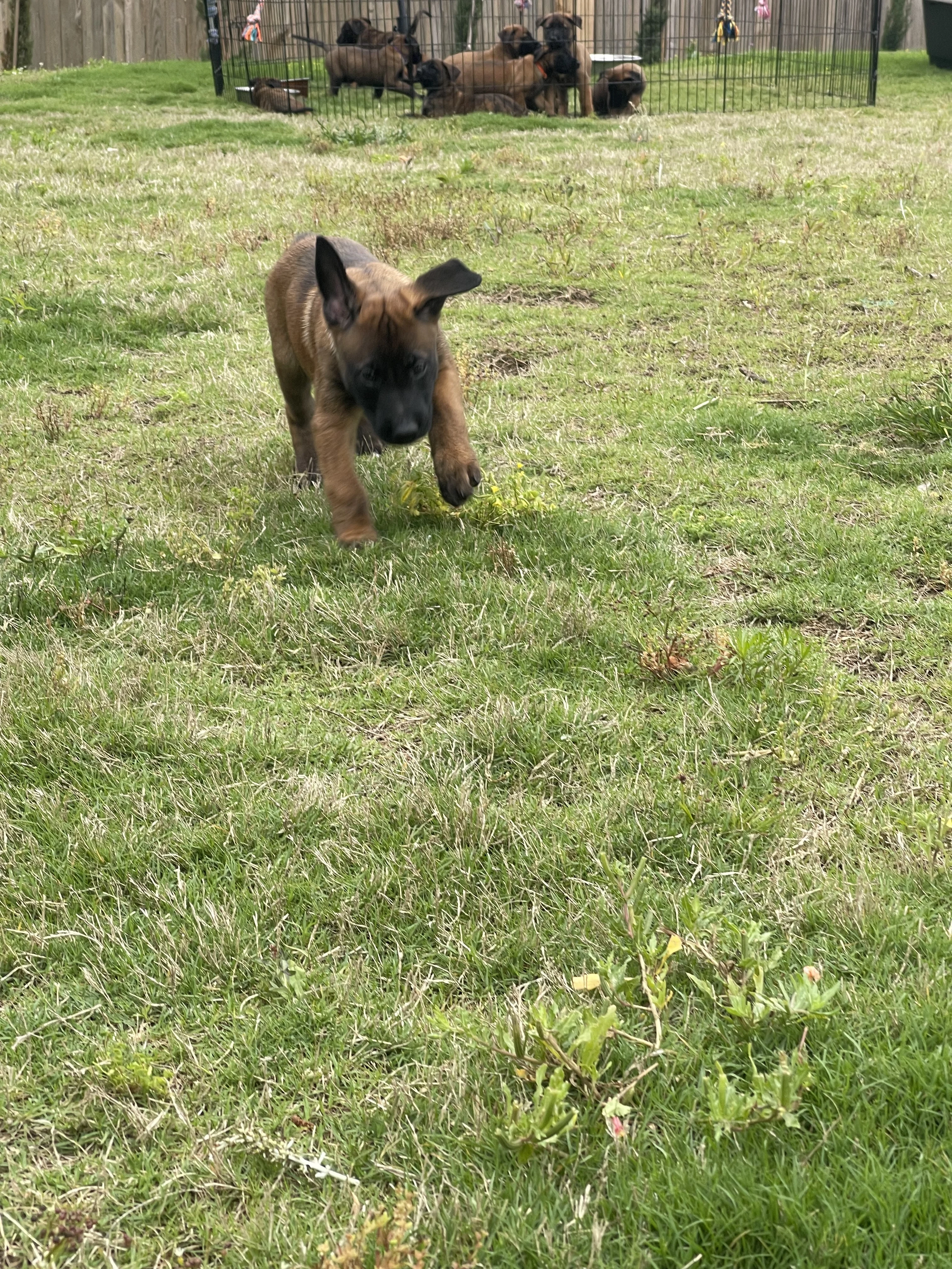 Kyoshi from the Ranger x Mila litter during puppy evaluation and development.