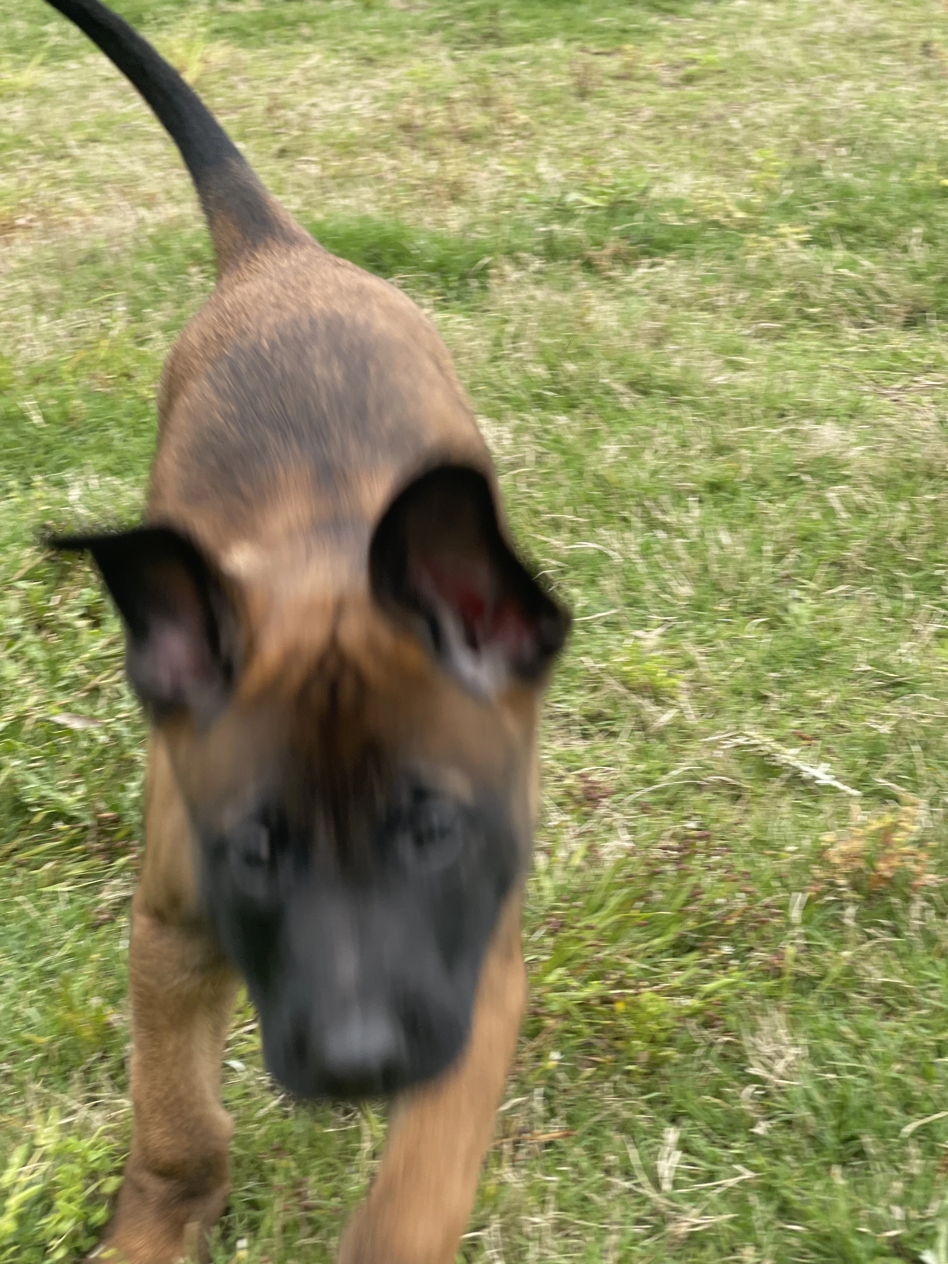 Kyoshi from the Ranger x Mila litter during puppy evaluation and development.