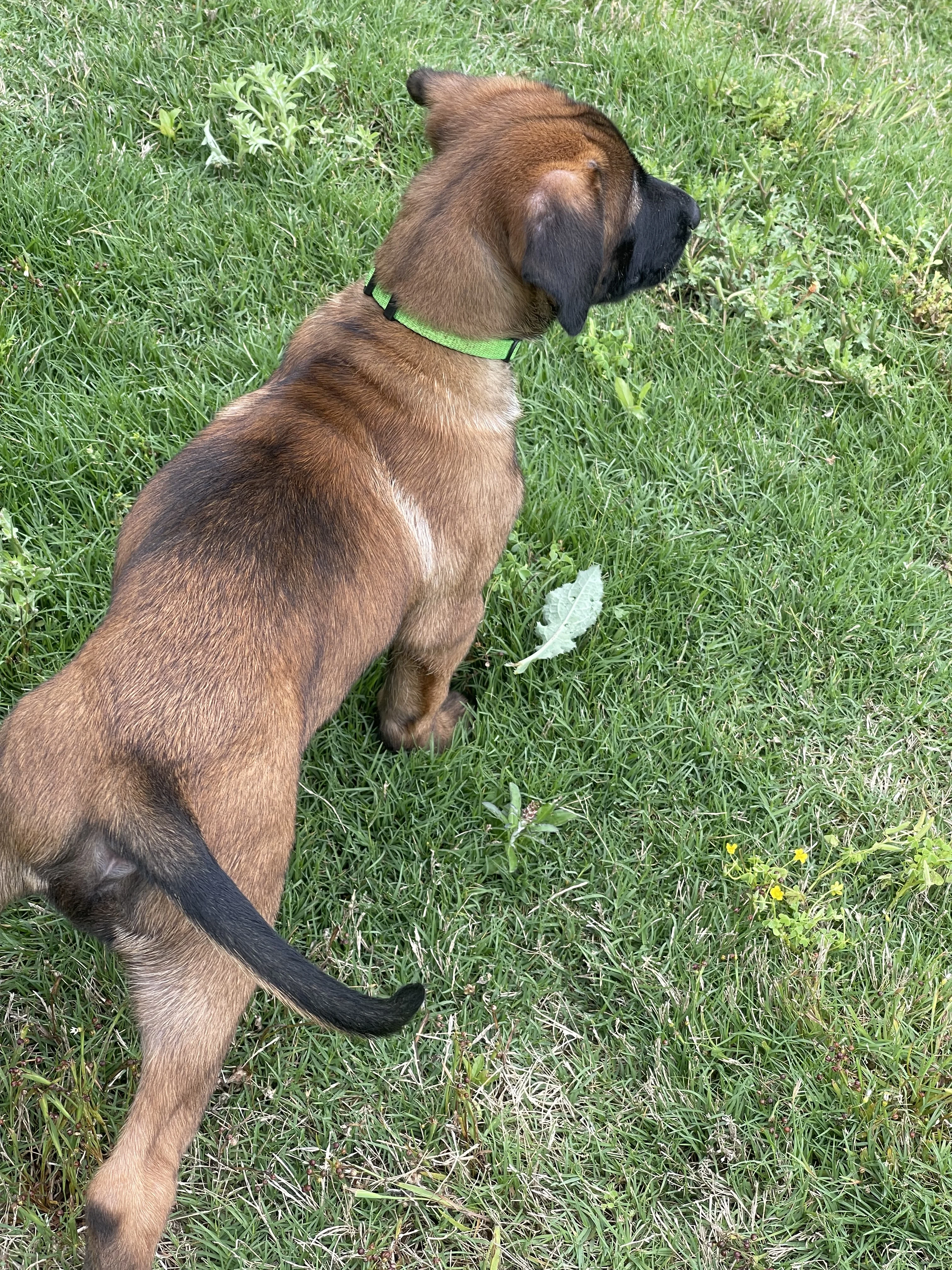 Kyoshi from the Ranger x Mila litter during puppy evaluation and development.