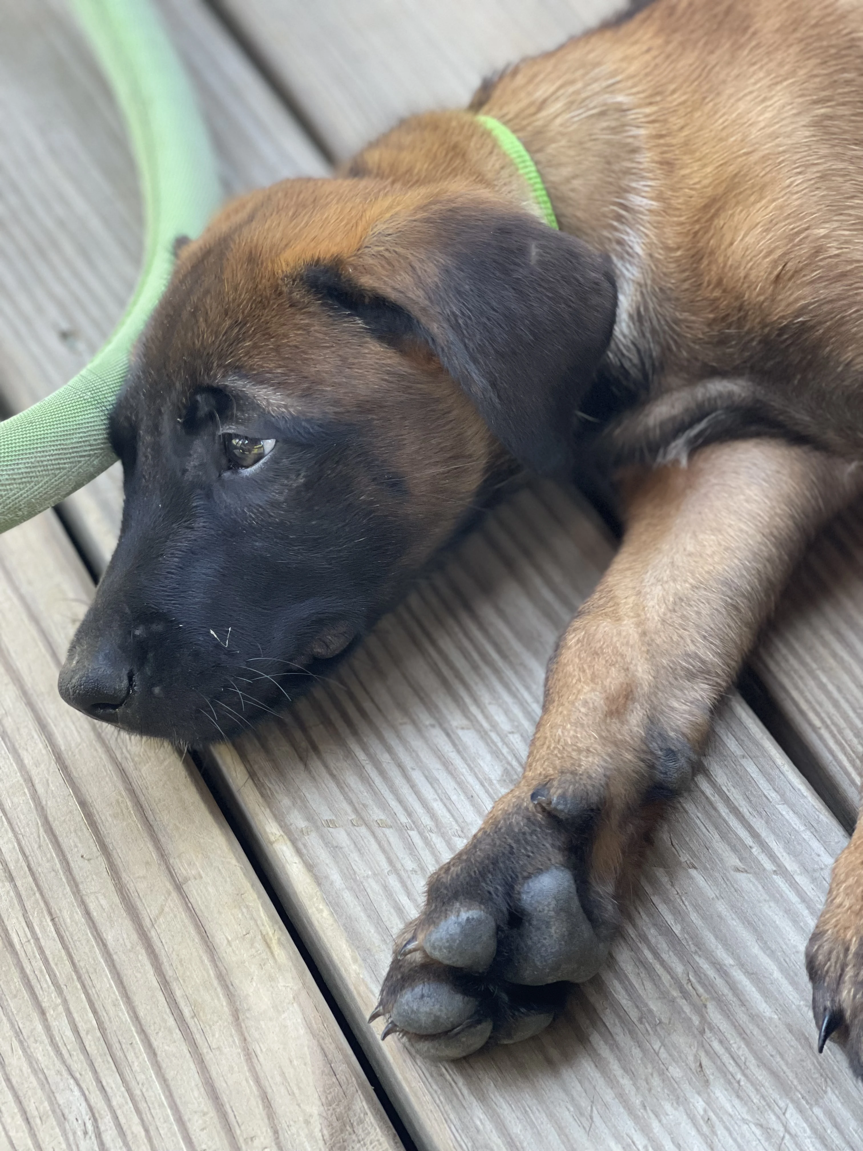 Kyoshi from the Ranger x Mila litter during puppy evaluation and development.