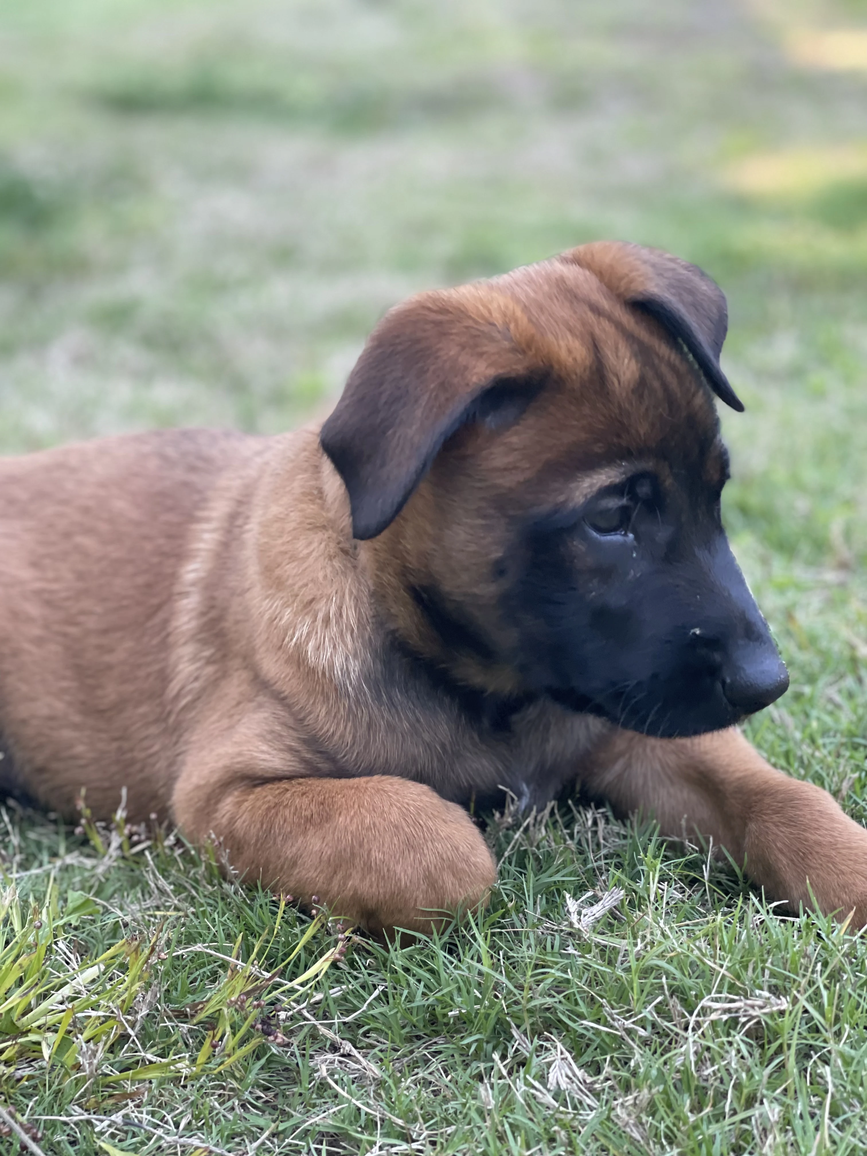 Kyoshi from the Ranger x Mila litter during puppy evaluation and development.