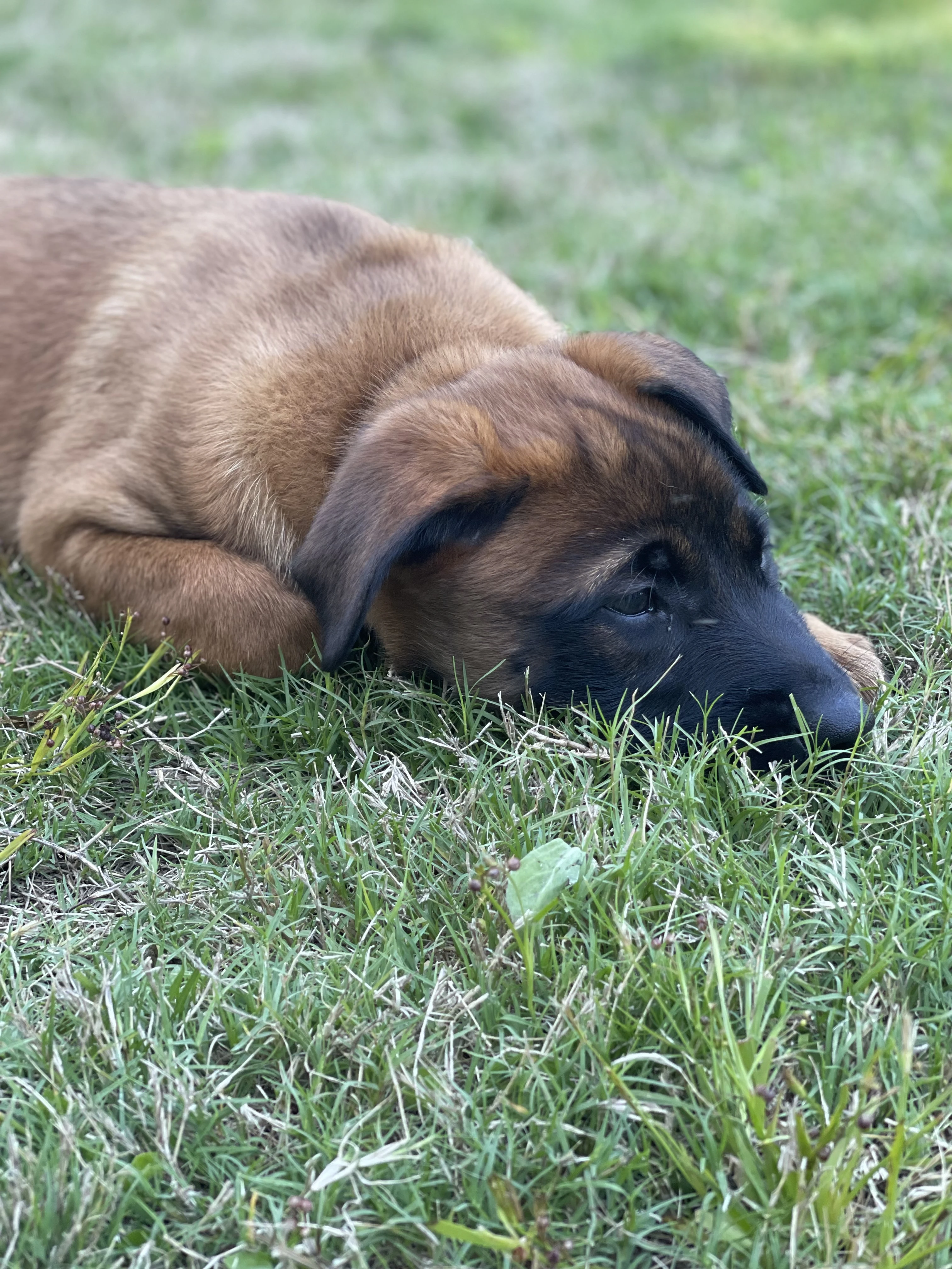 Kyoshi from the Ranger x Mila litter during puppy evaluation and development.